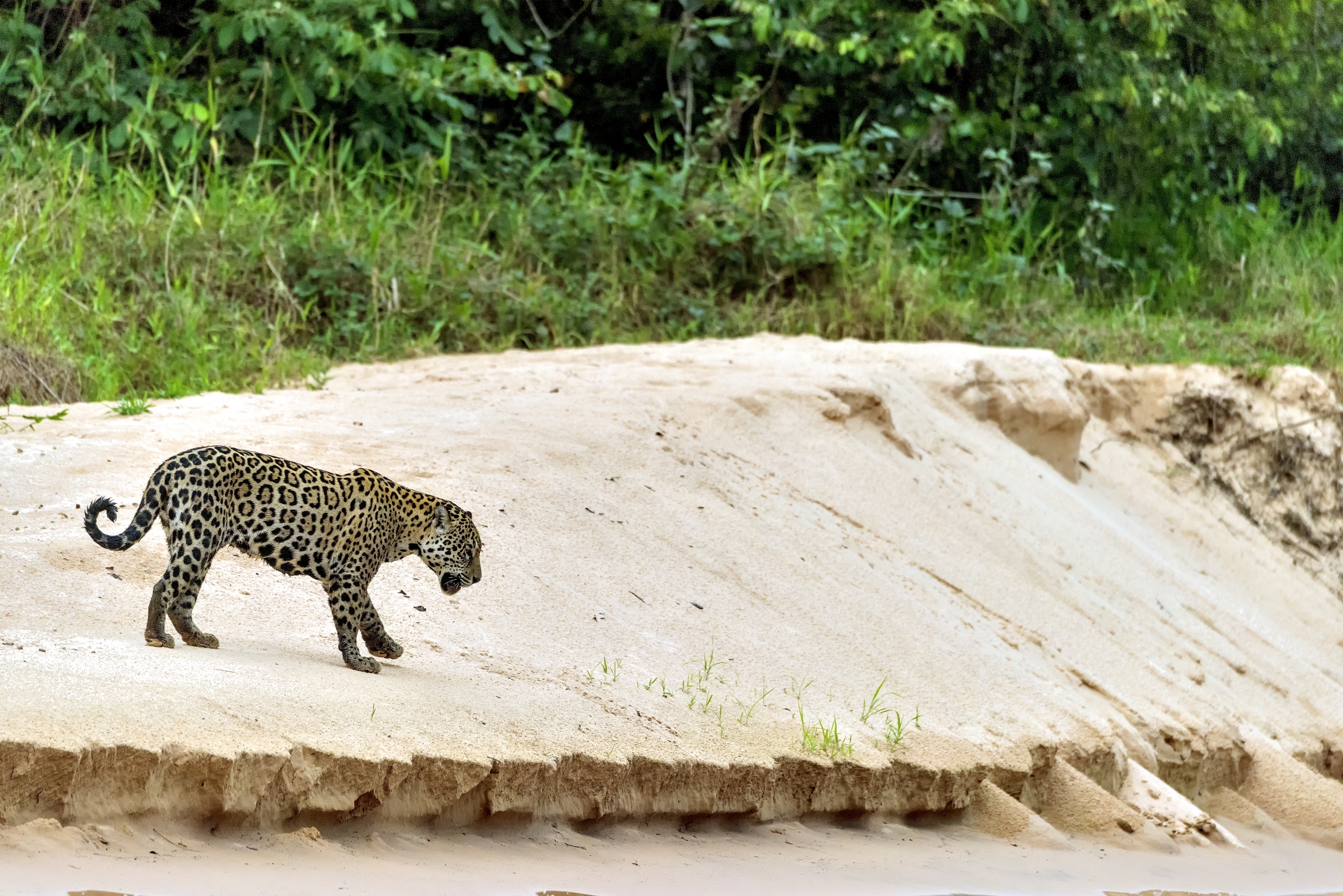 Pantanal 2015 - Jaguar sul Cuiabà river