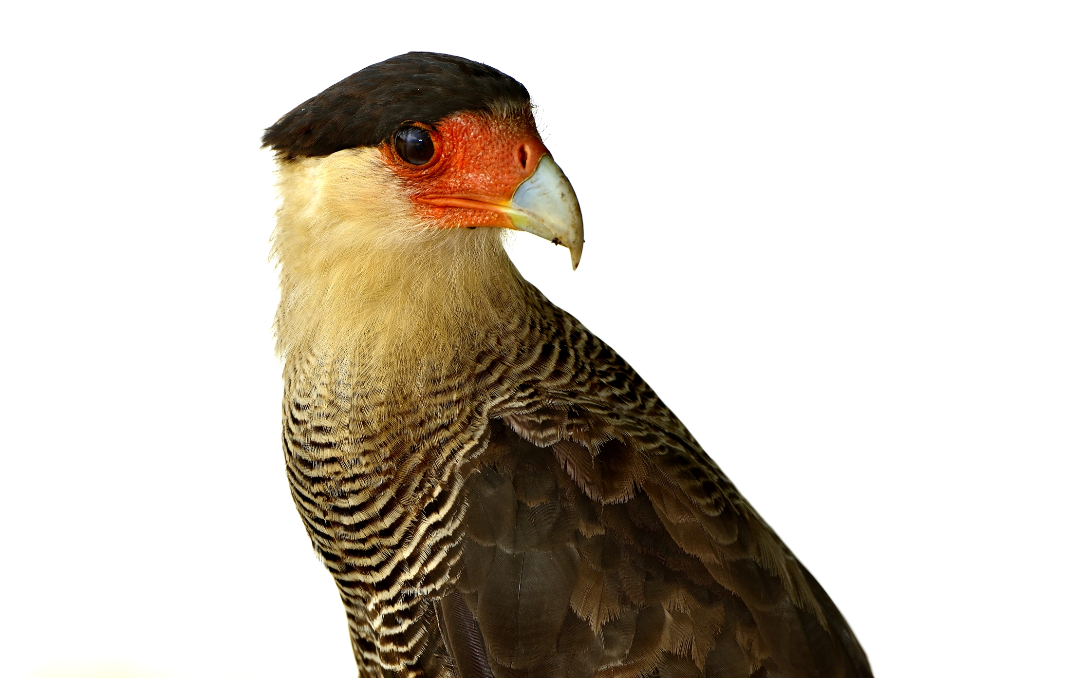 Pantanal 2015 - Fototessera Kara Kara