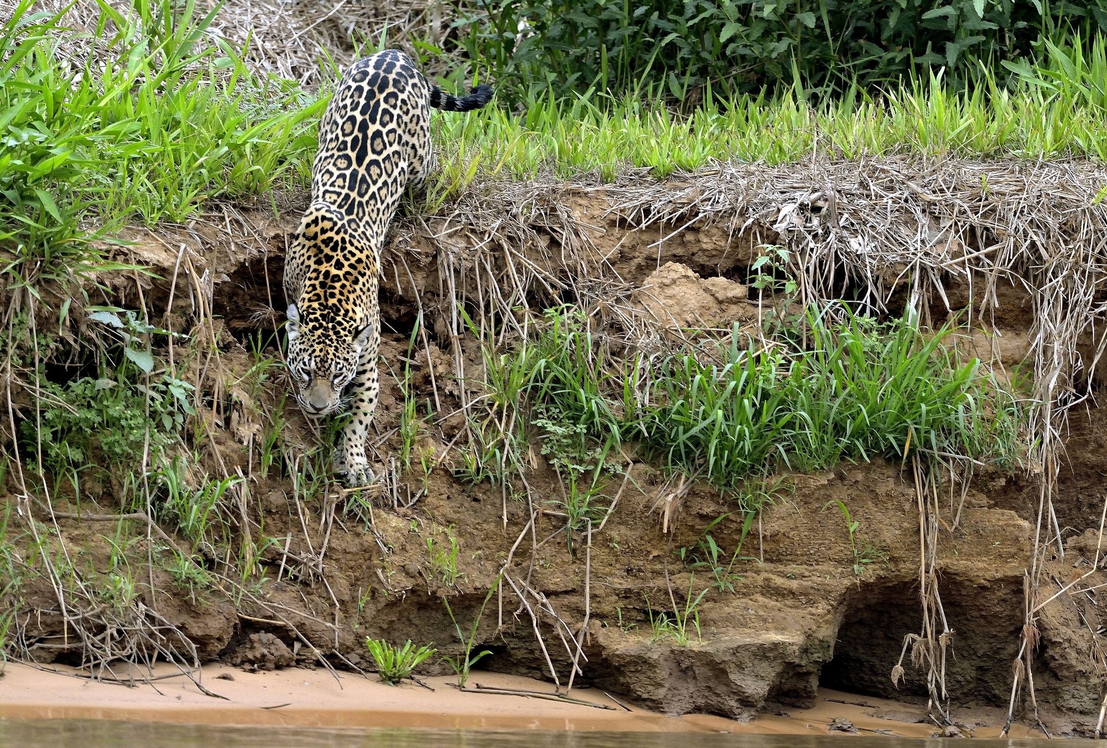 Pantanal 2015 - Jaguar sul Cuiabà river