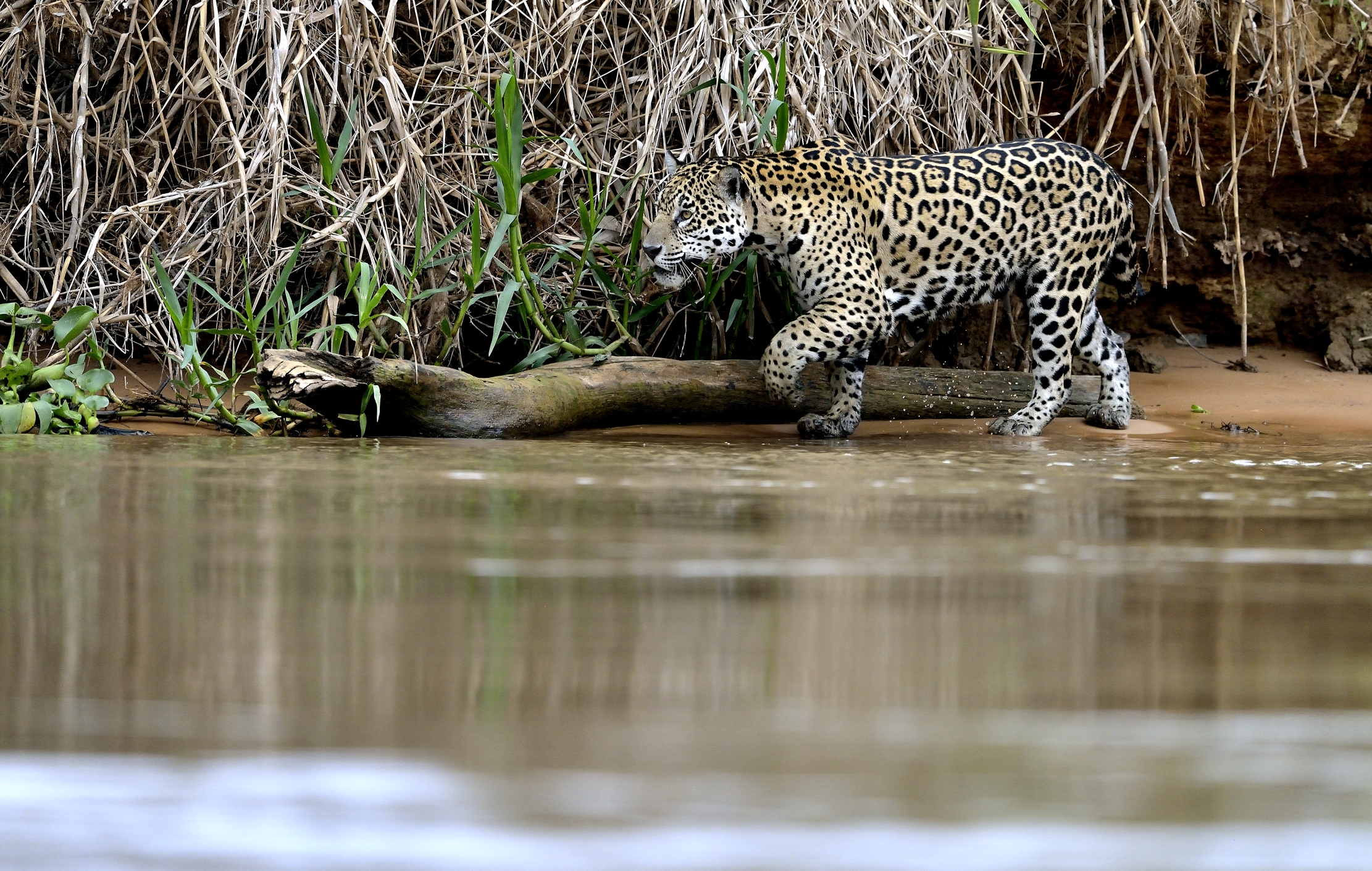 Pantanal 2015 - Jaguar