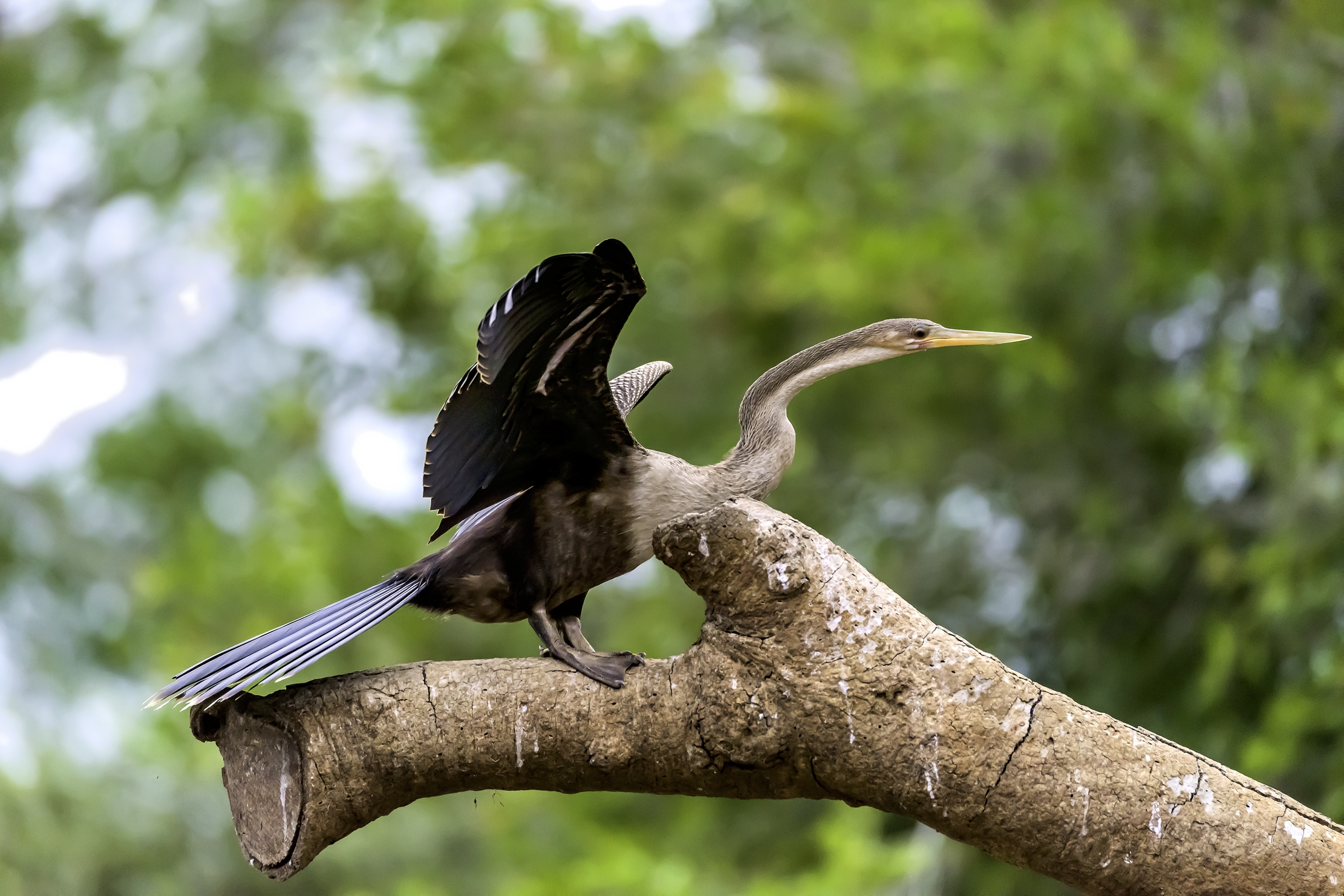 Pantanal 2015 - Aninga
