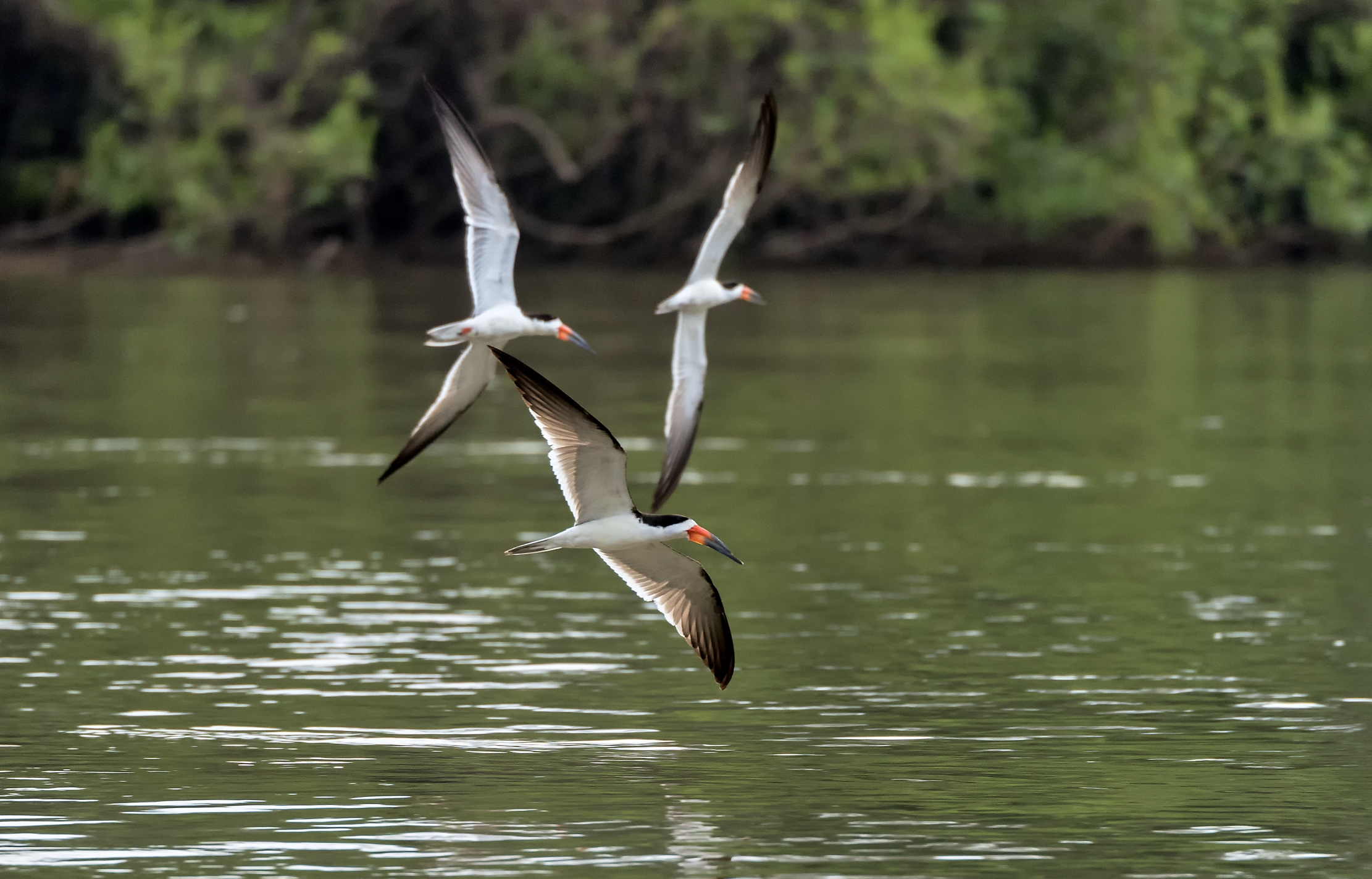 Pantanal 2015 - Skimmer