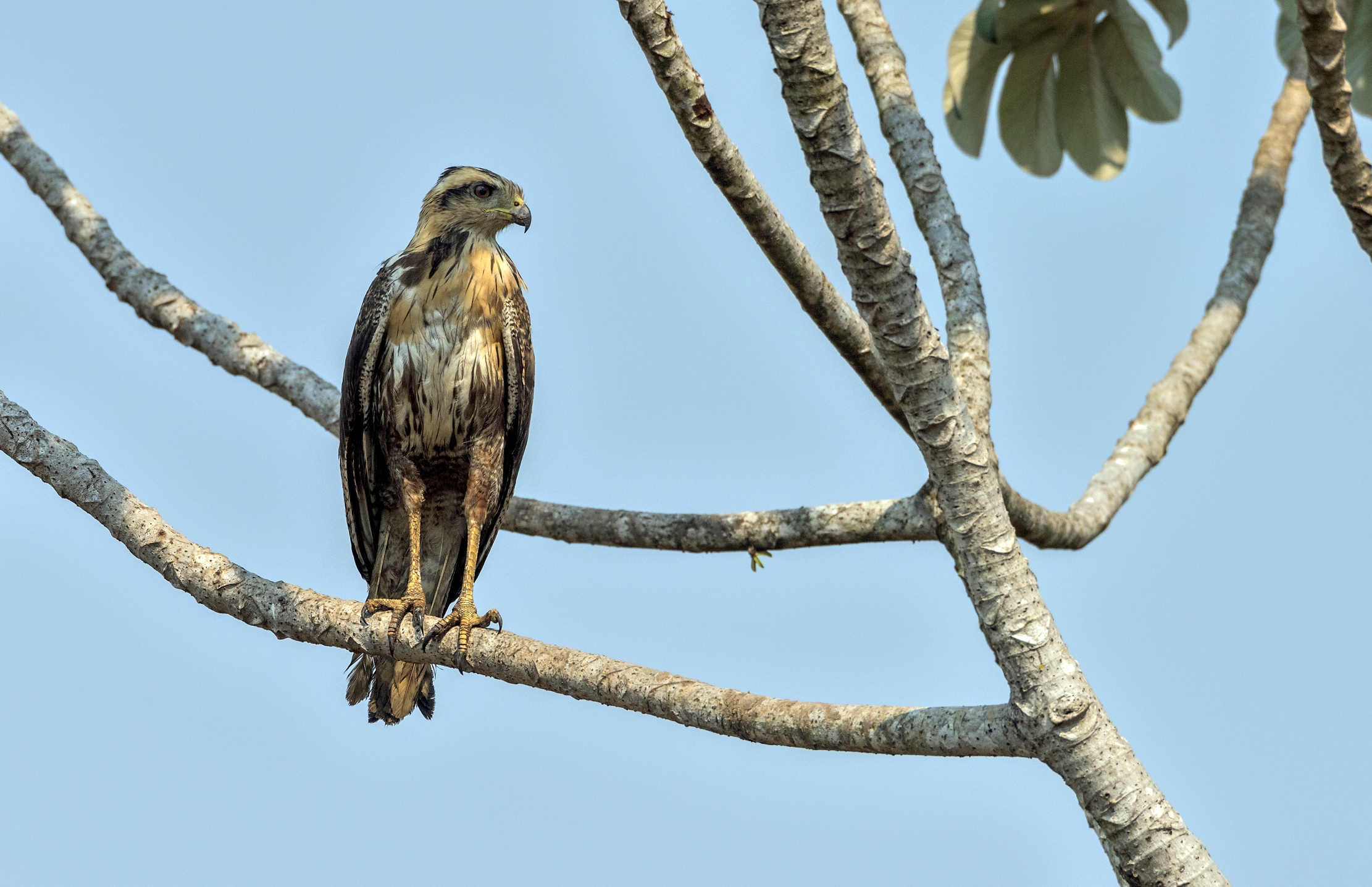 Pantanal 2015 - Aquila