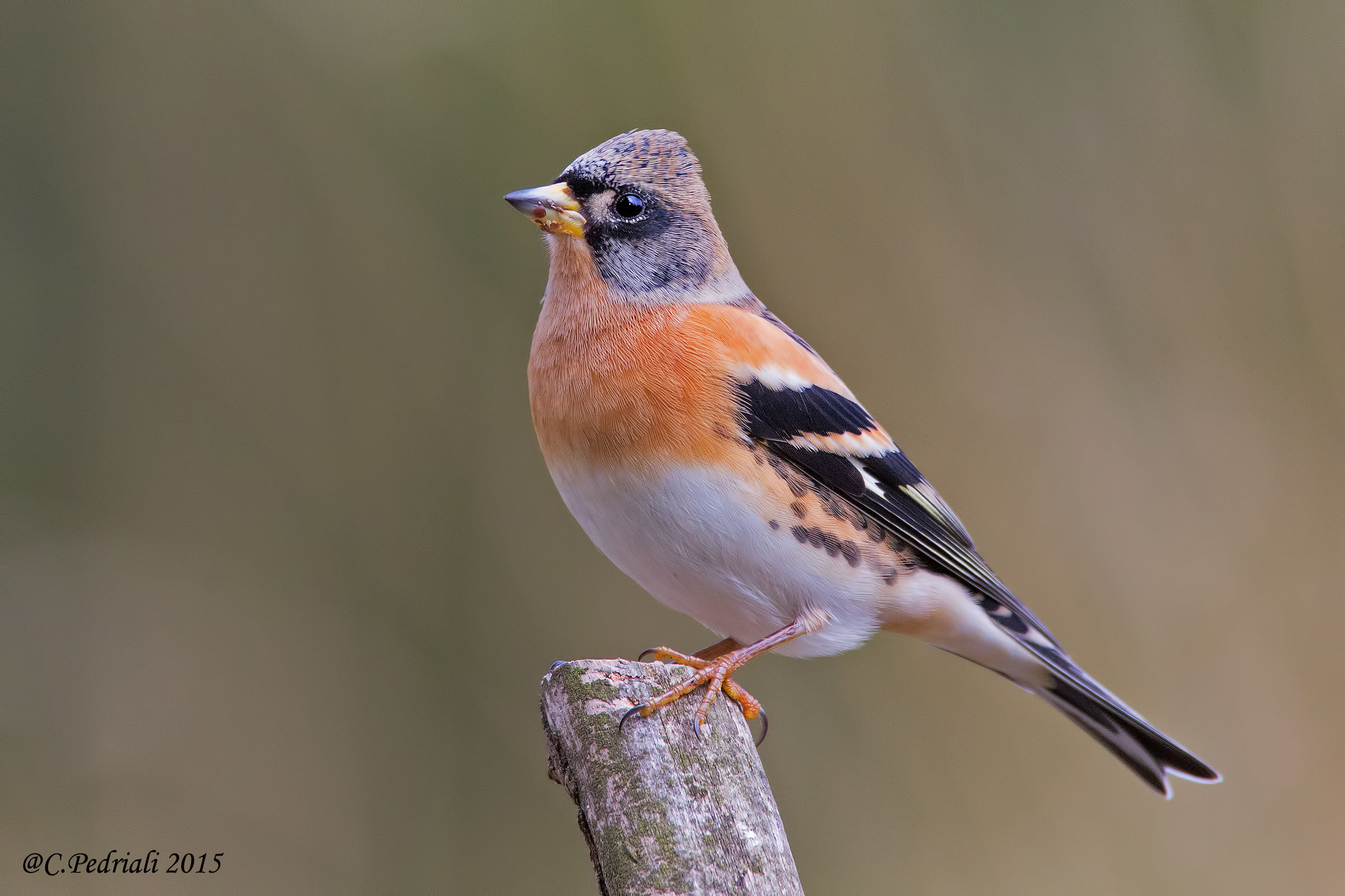 Brambling ...