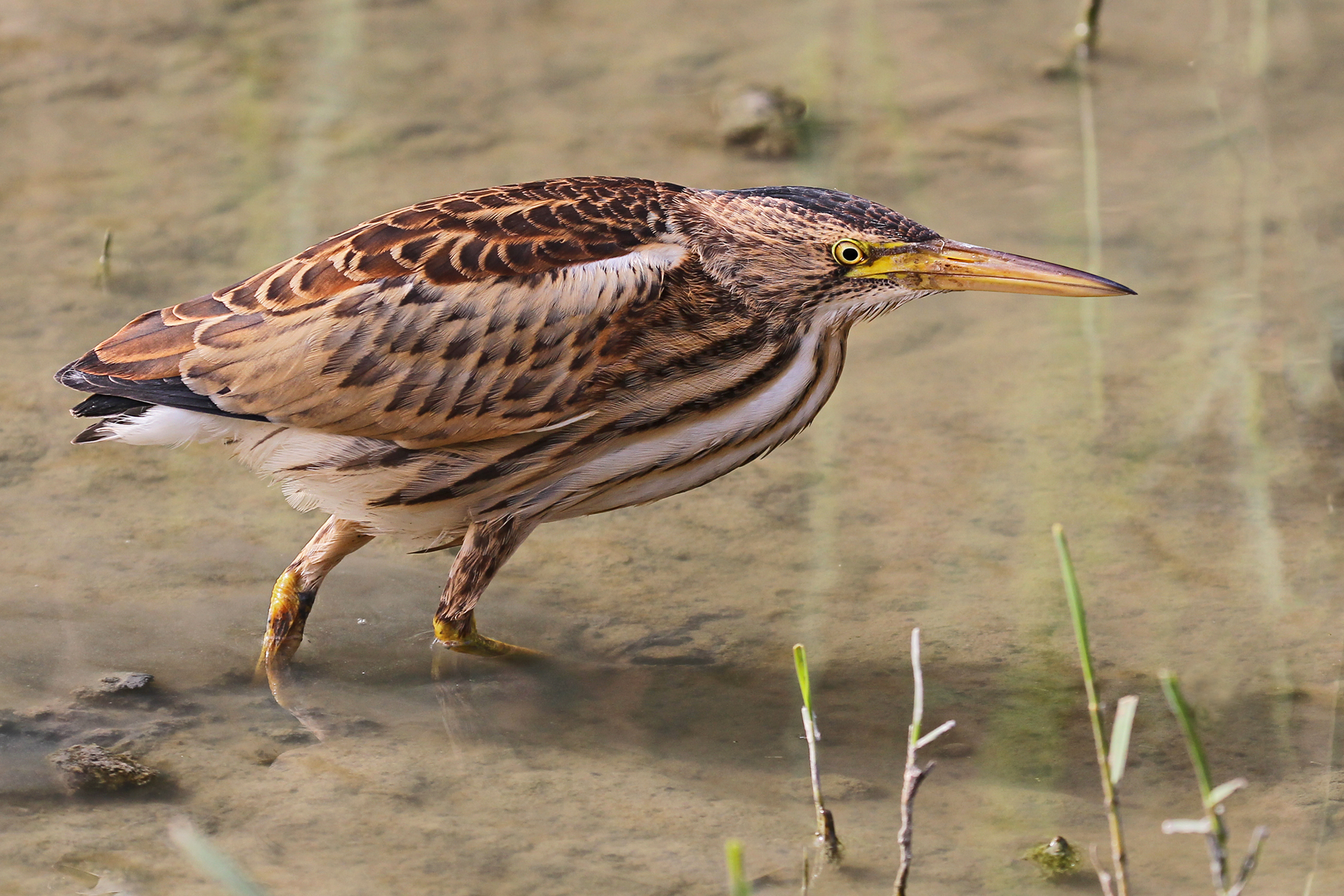 Bittern female