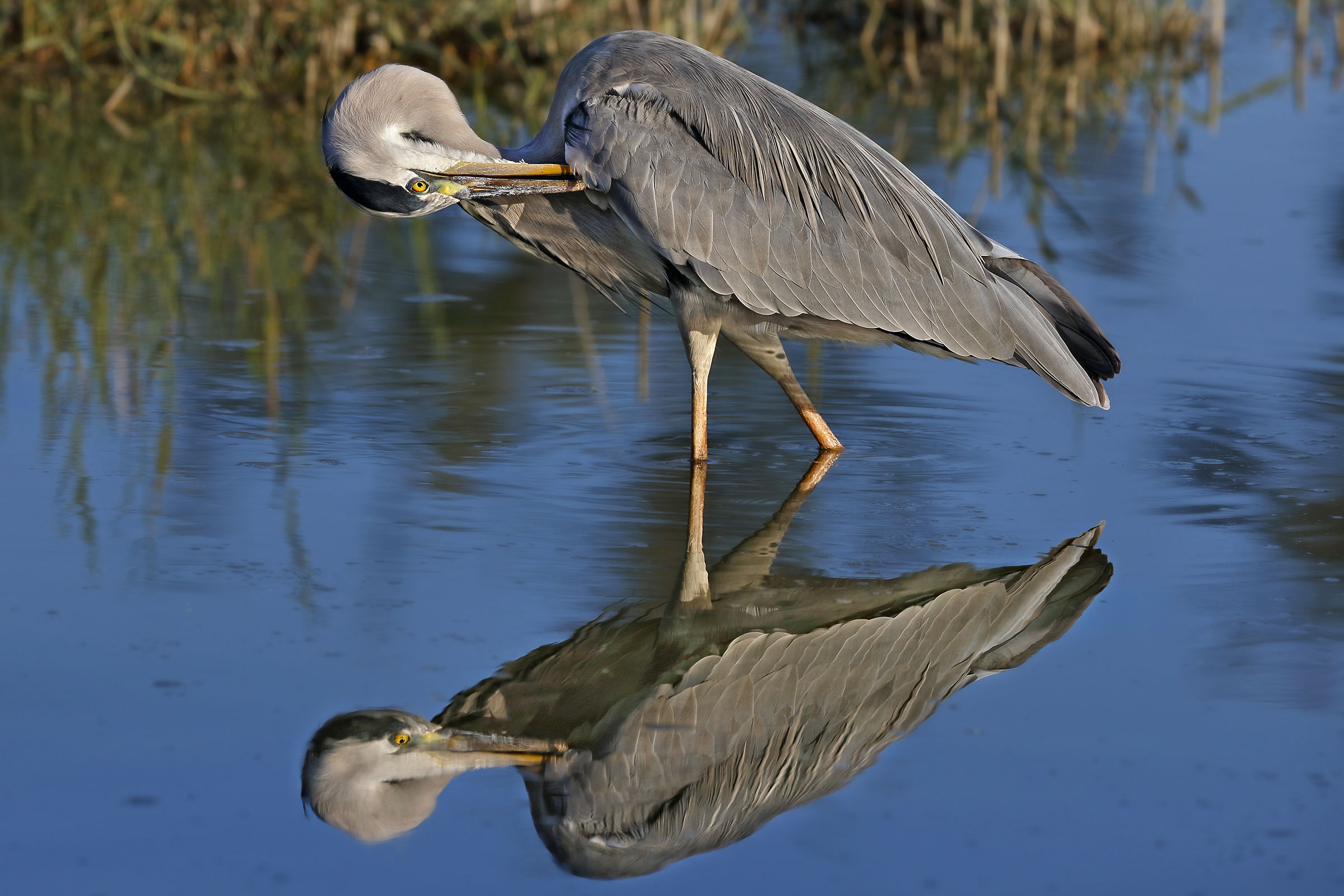 Grey Heron