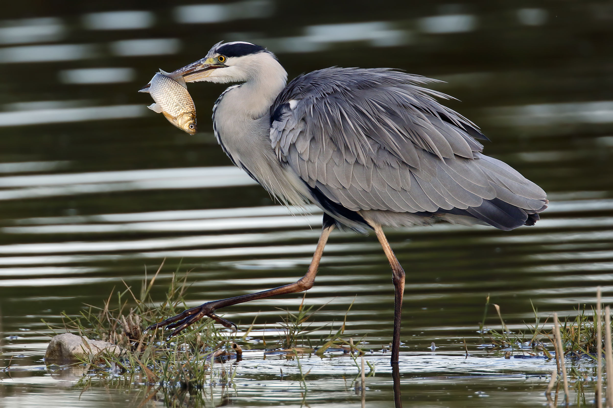 Caught! - Grey Heron