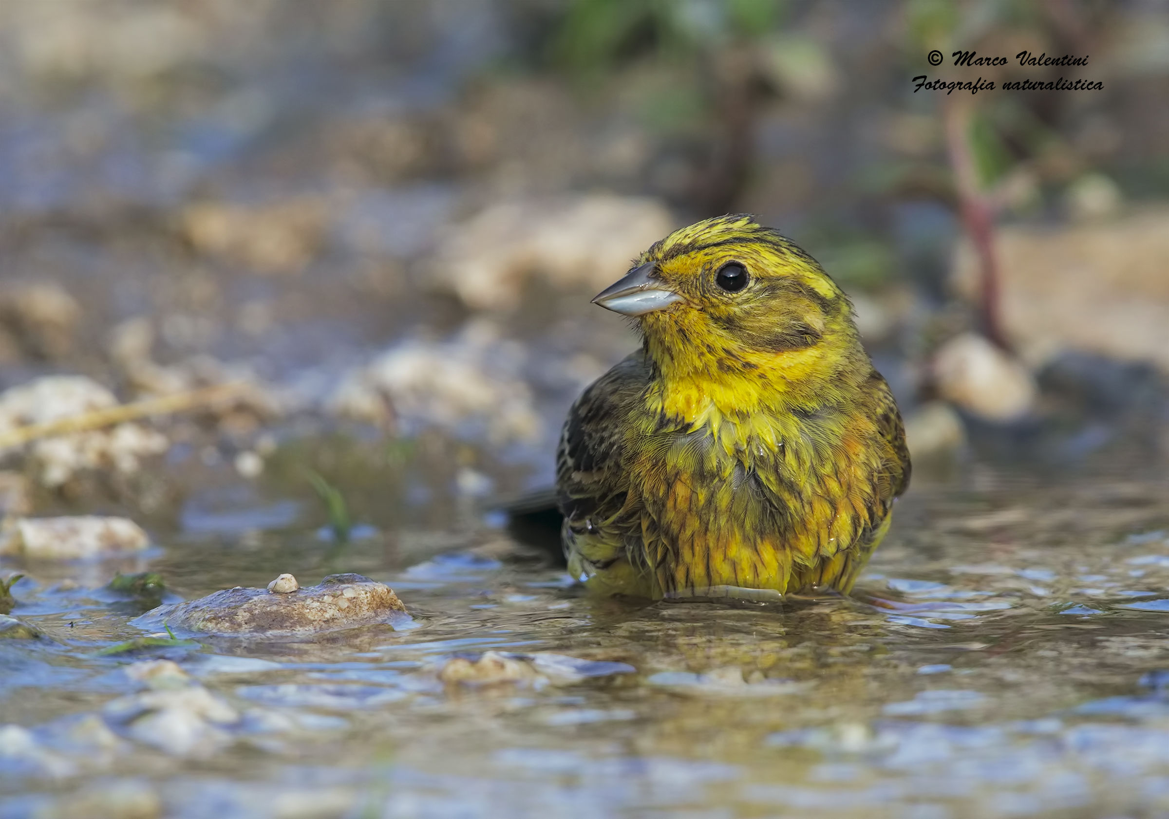 Yellowhammer in bathroom