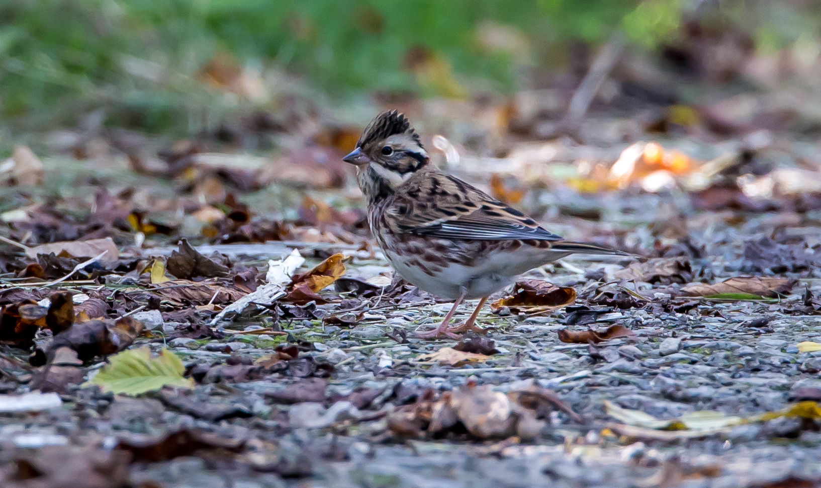Rustic Bunting