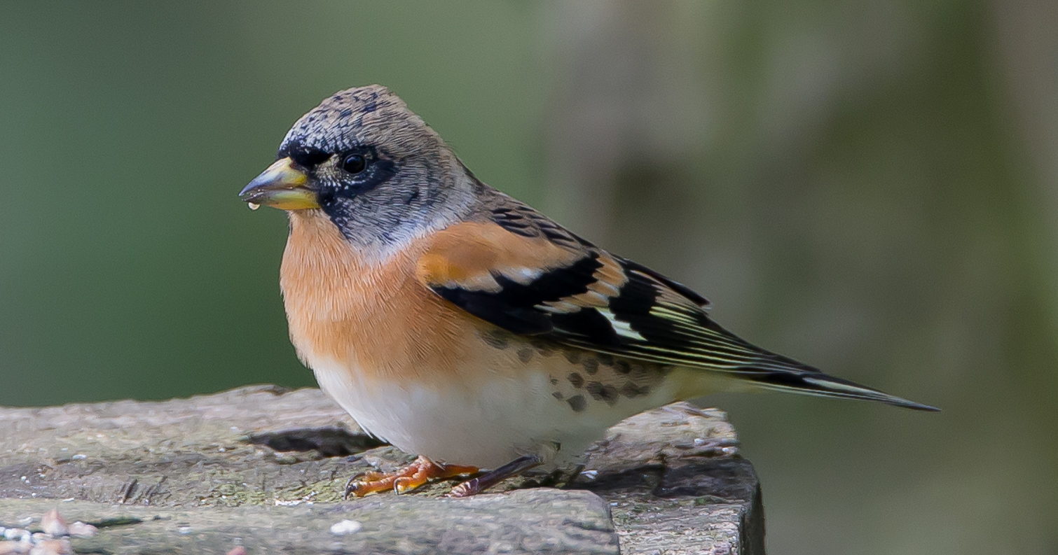 Brambling    male