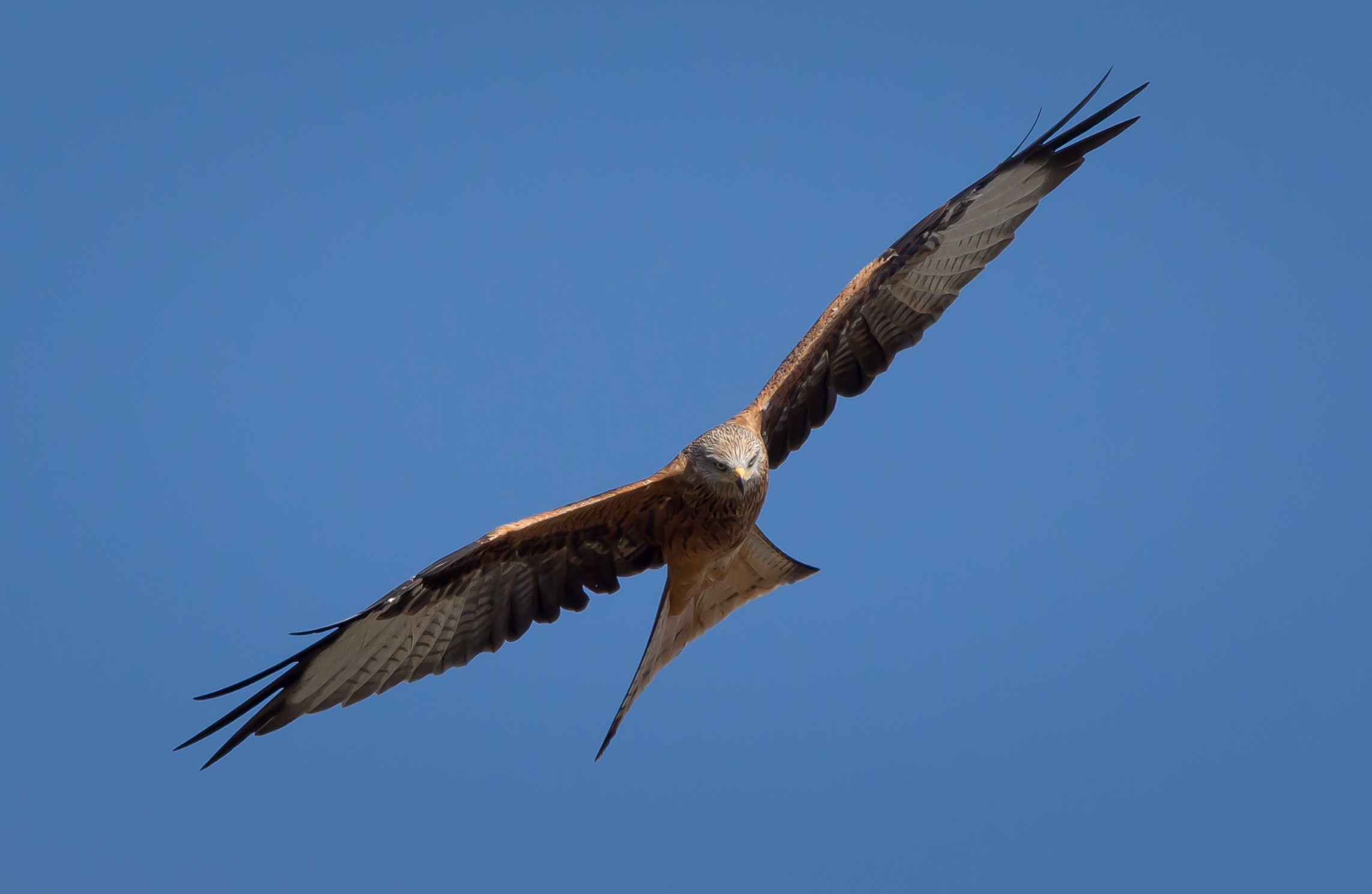 Red Kite