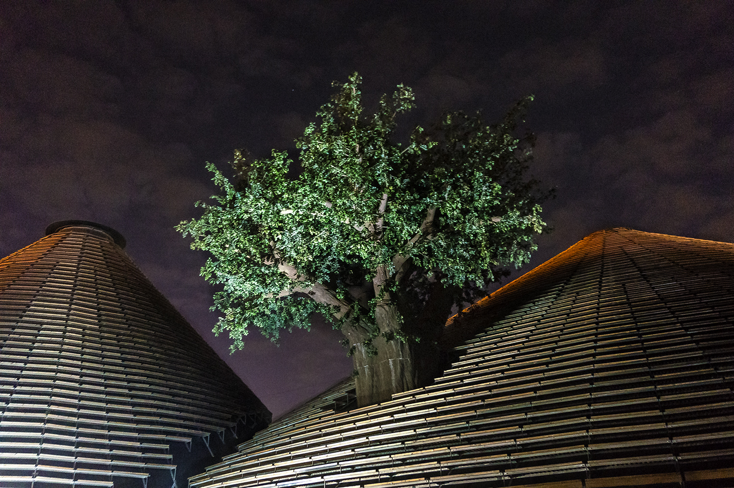 and grow up tall trees