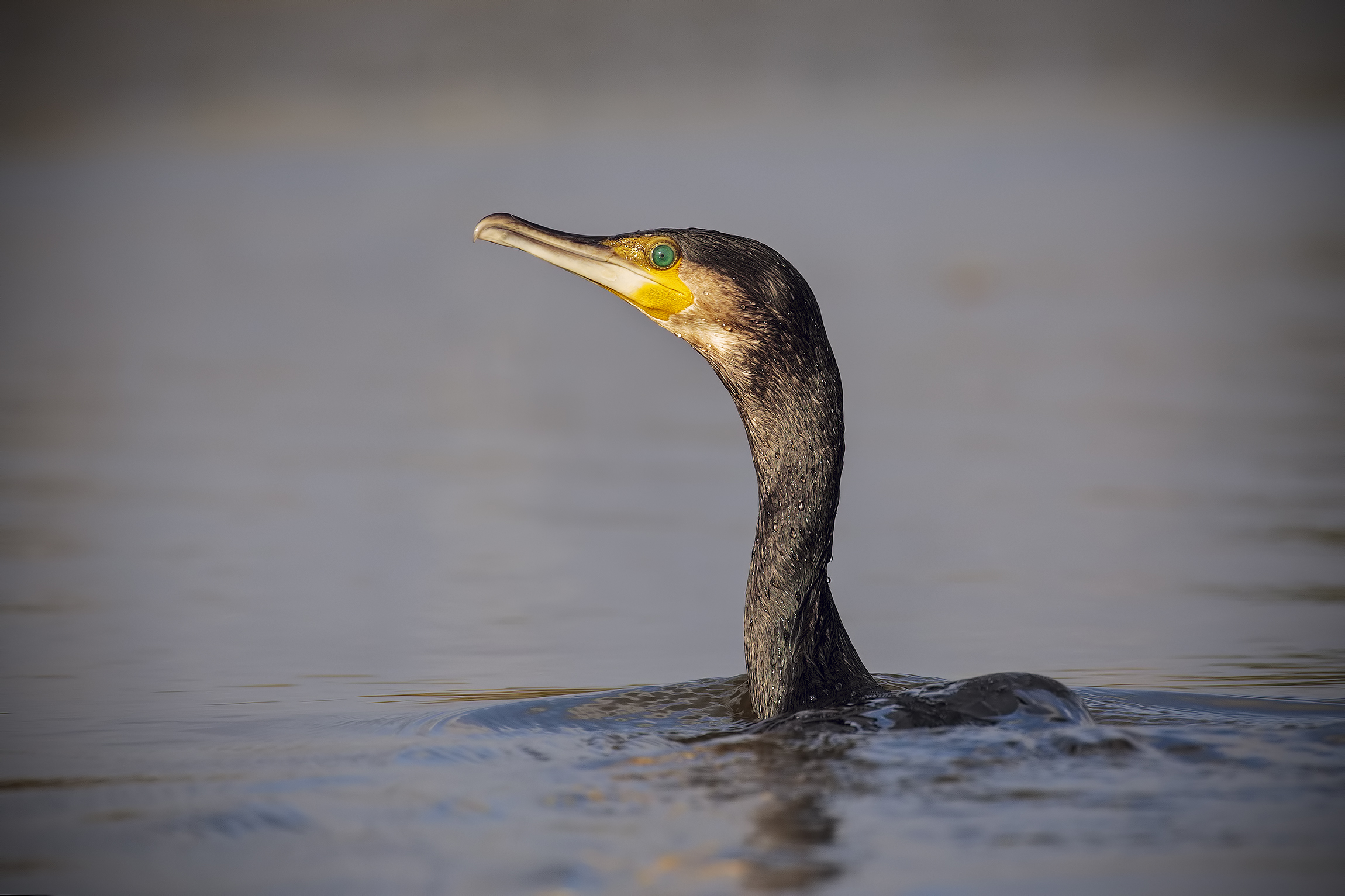 Cormorant