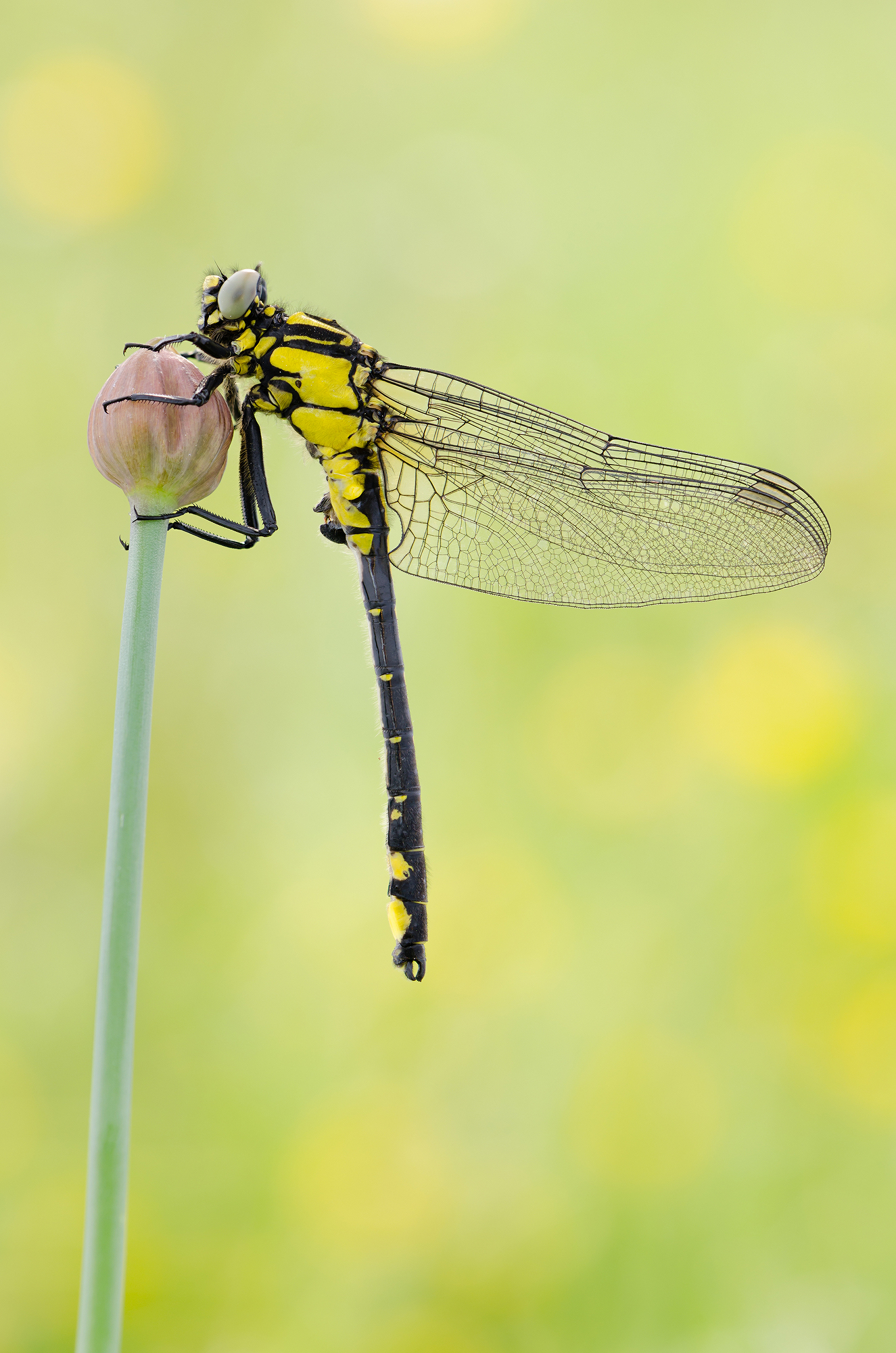 Gomphus vulgatissimus