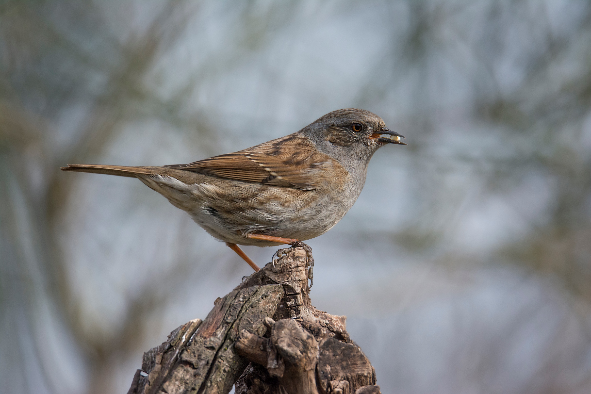 Dunnock (Dunnock)