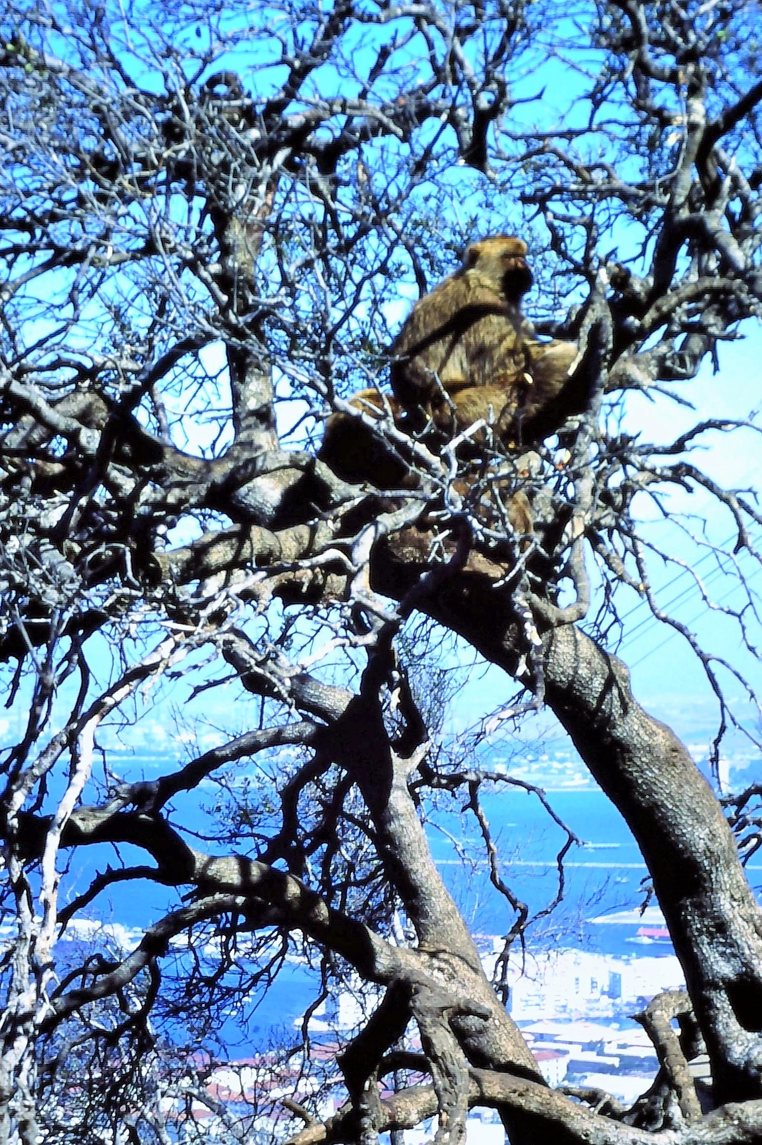 Guarding the fortress