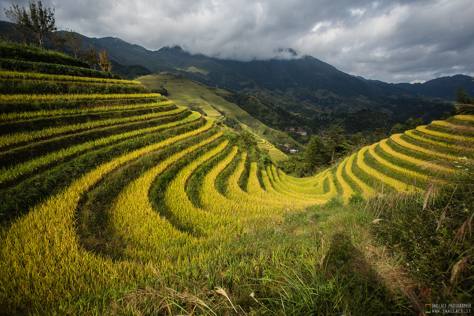 Risaie di Dazhai "China"