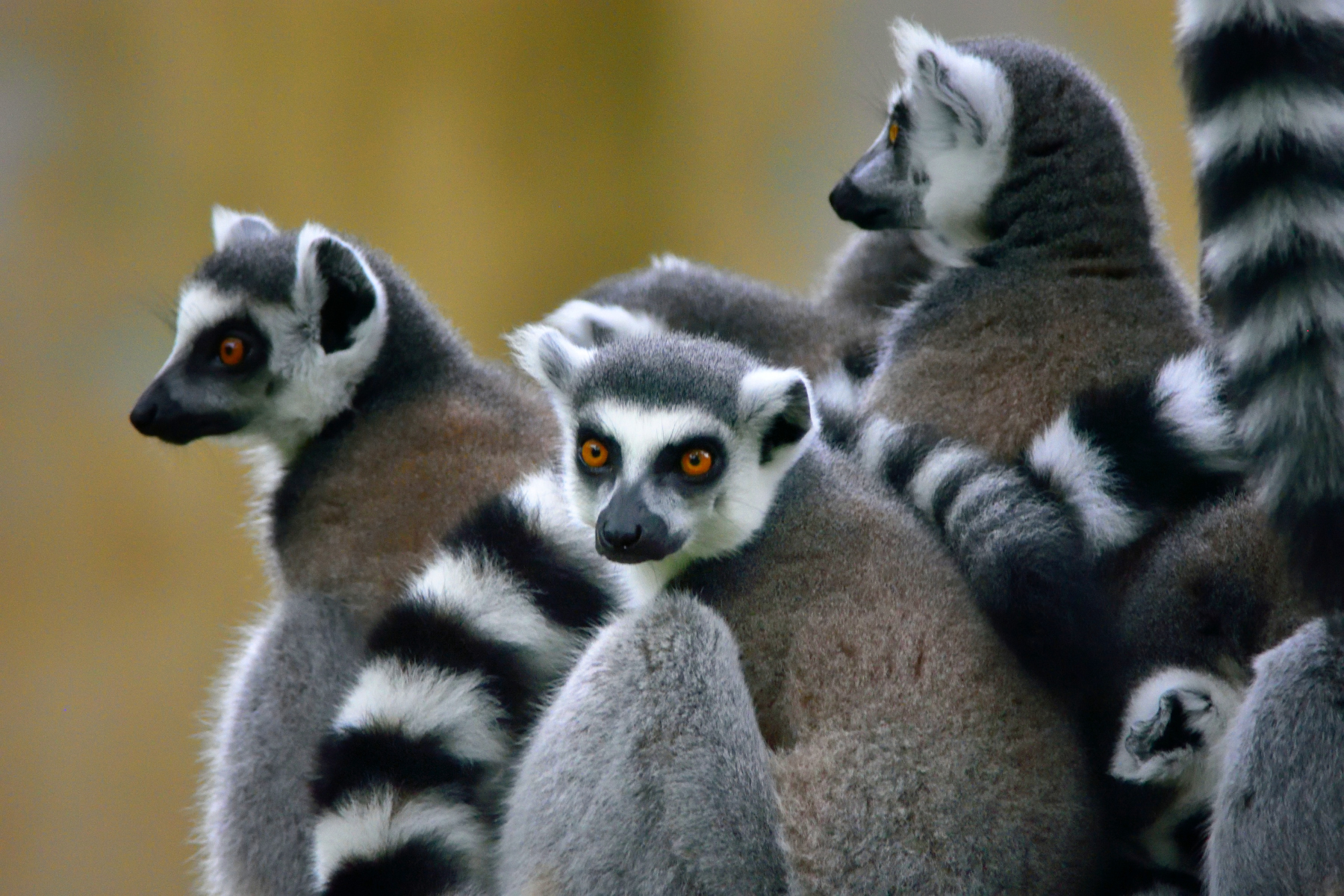 A family of lemurs (Lemur)