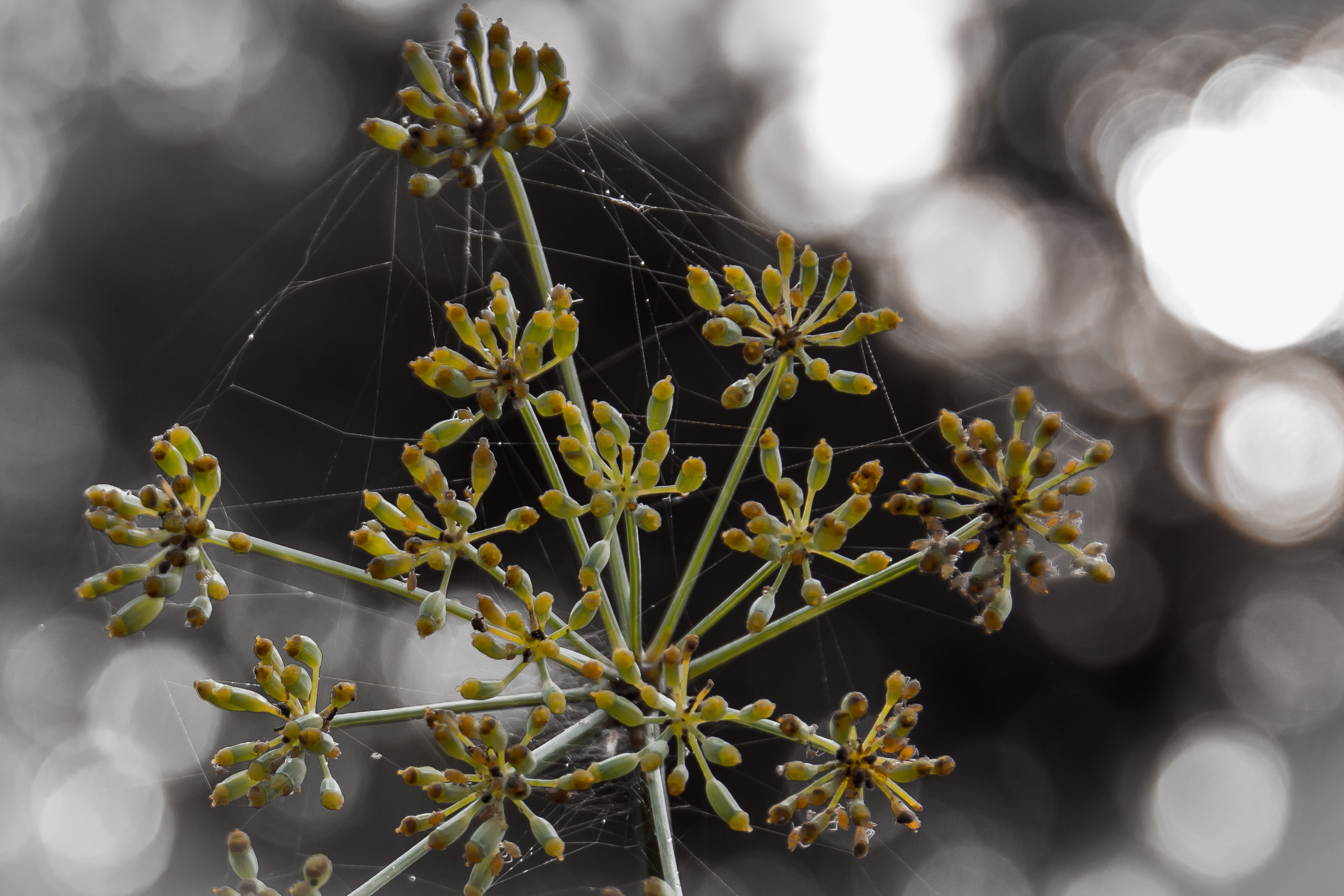 profumi mediterranei