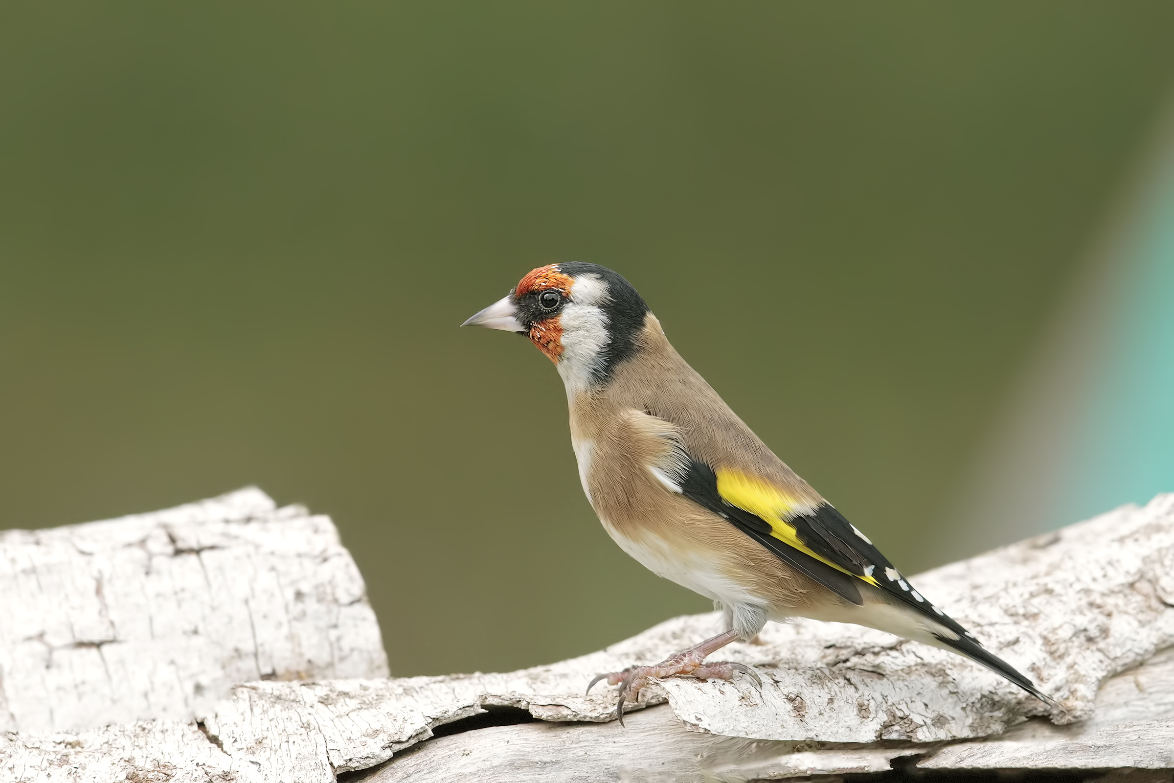 goldfinch