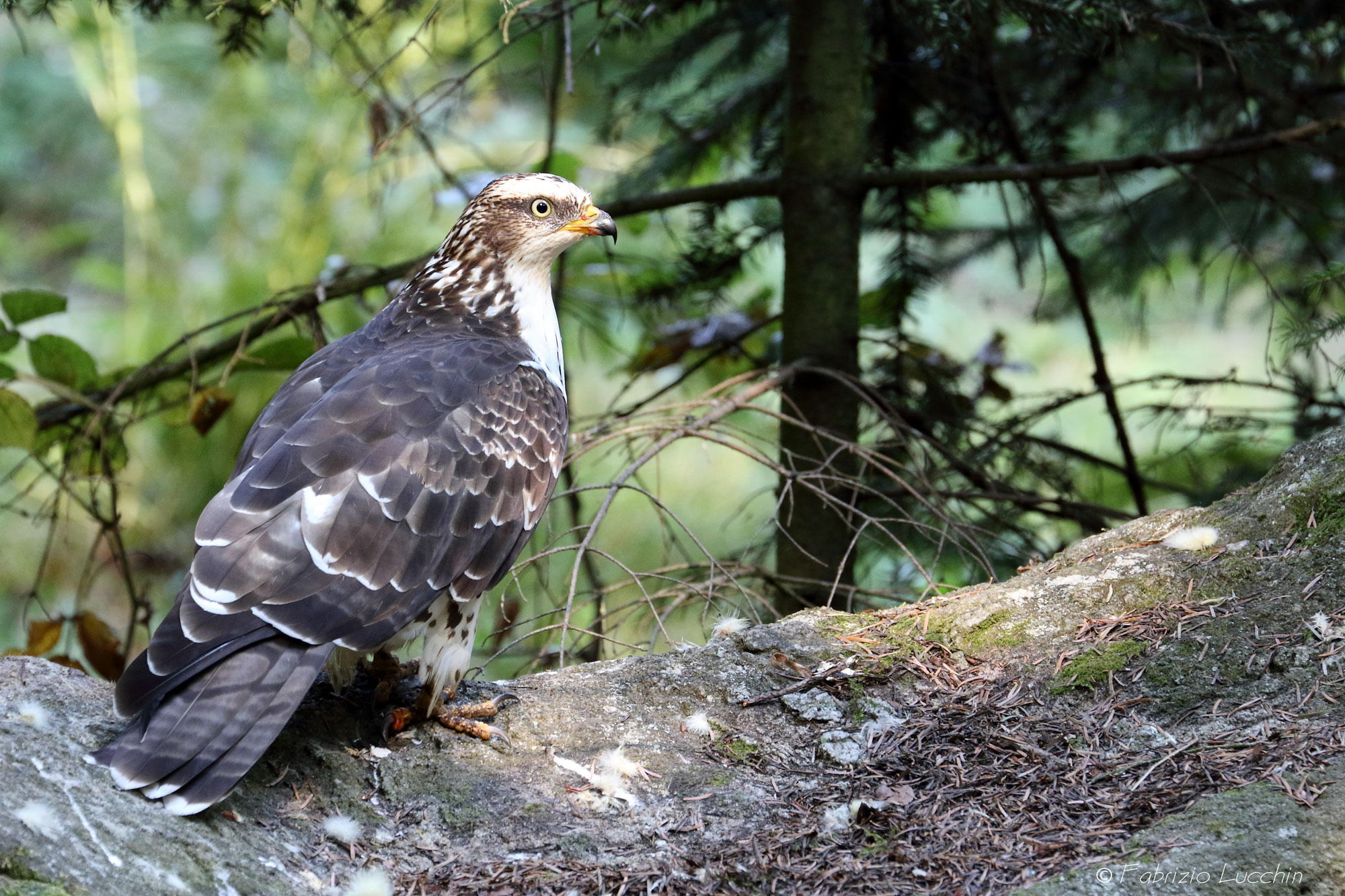 Falco pecchiaiolo adulto in "fase chiara"