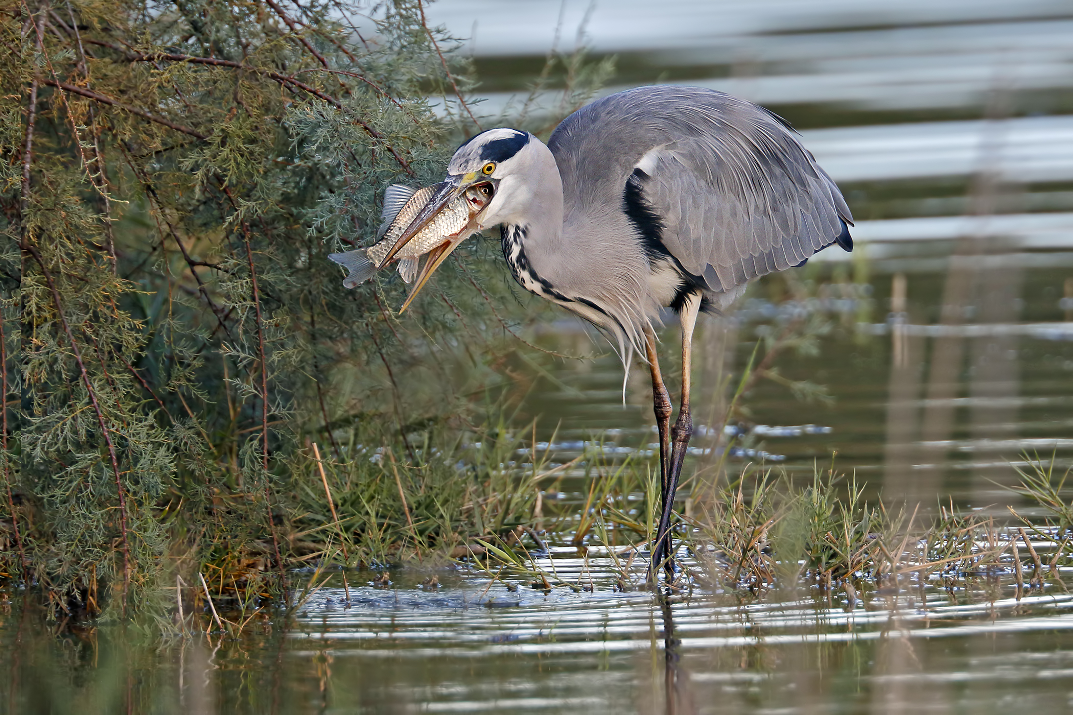 The heron and carp - the epilogue