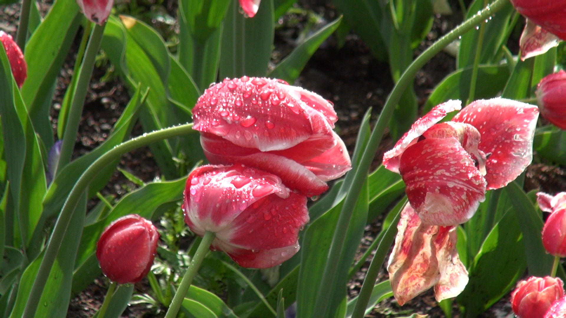 obtained from camera sony