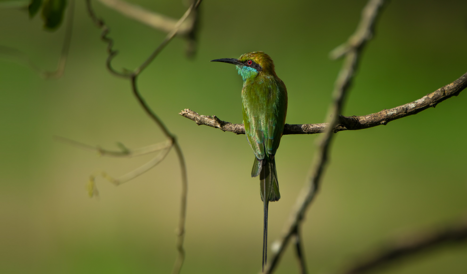 Green-Bee Eater