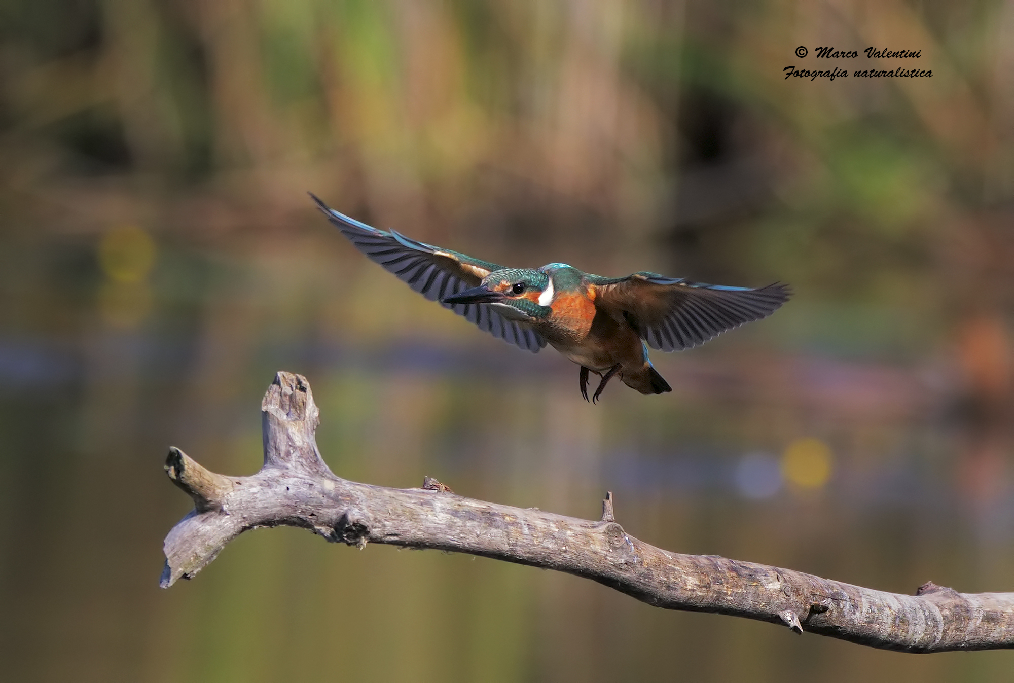 Arrival at the roost