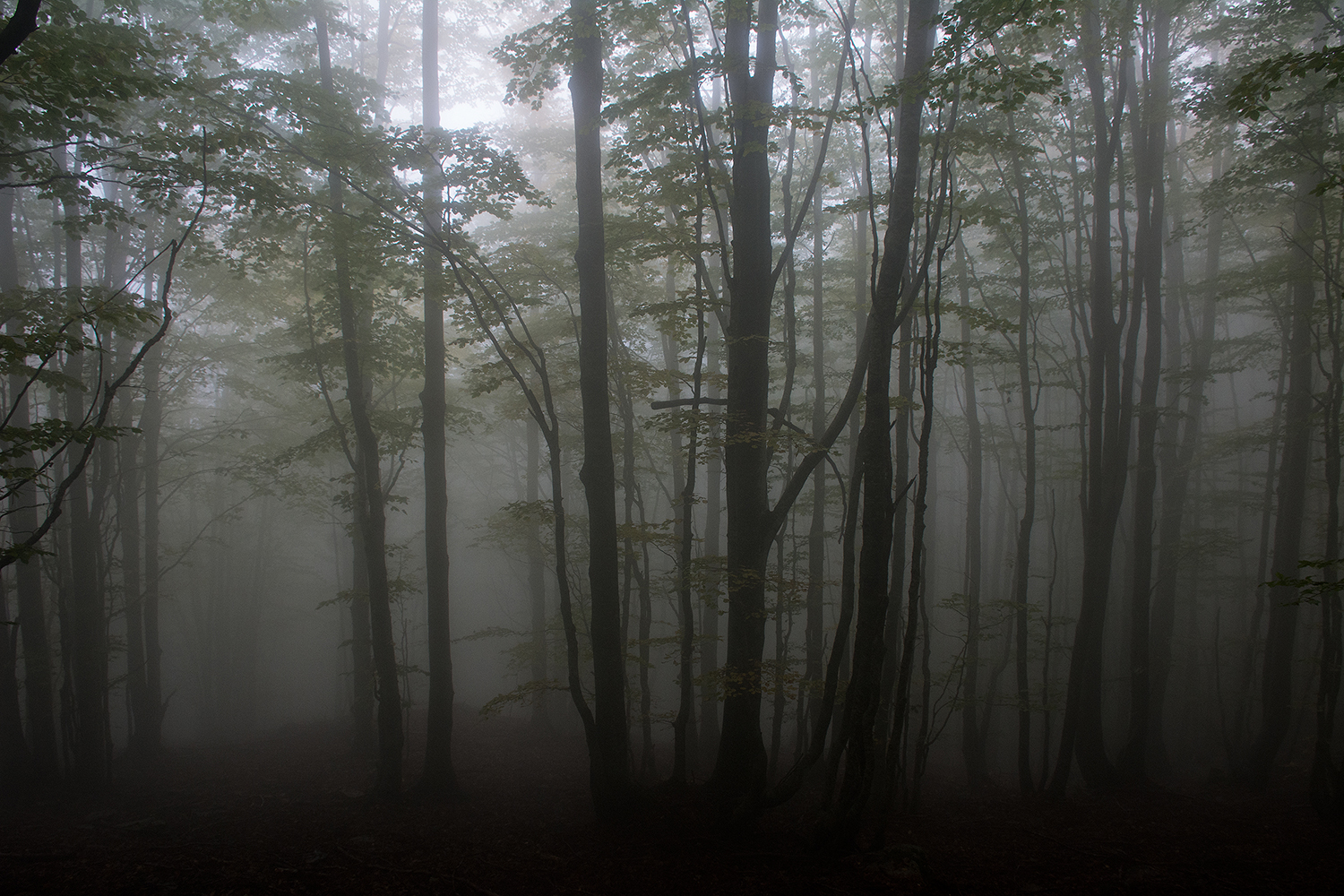 Fog in beech forest