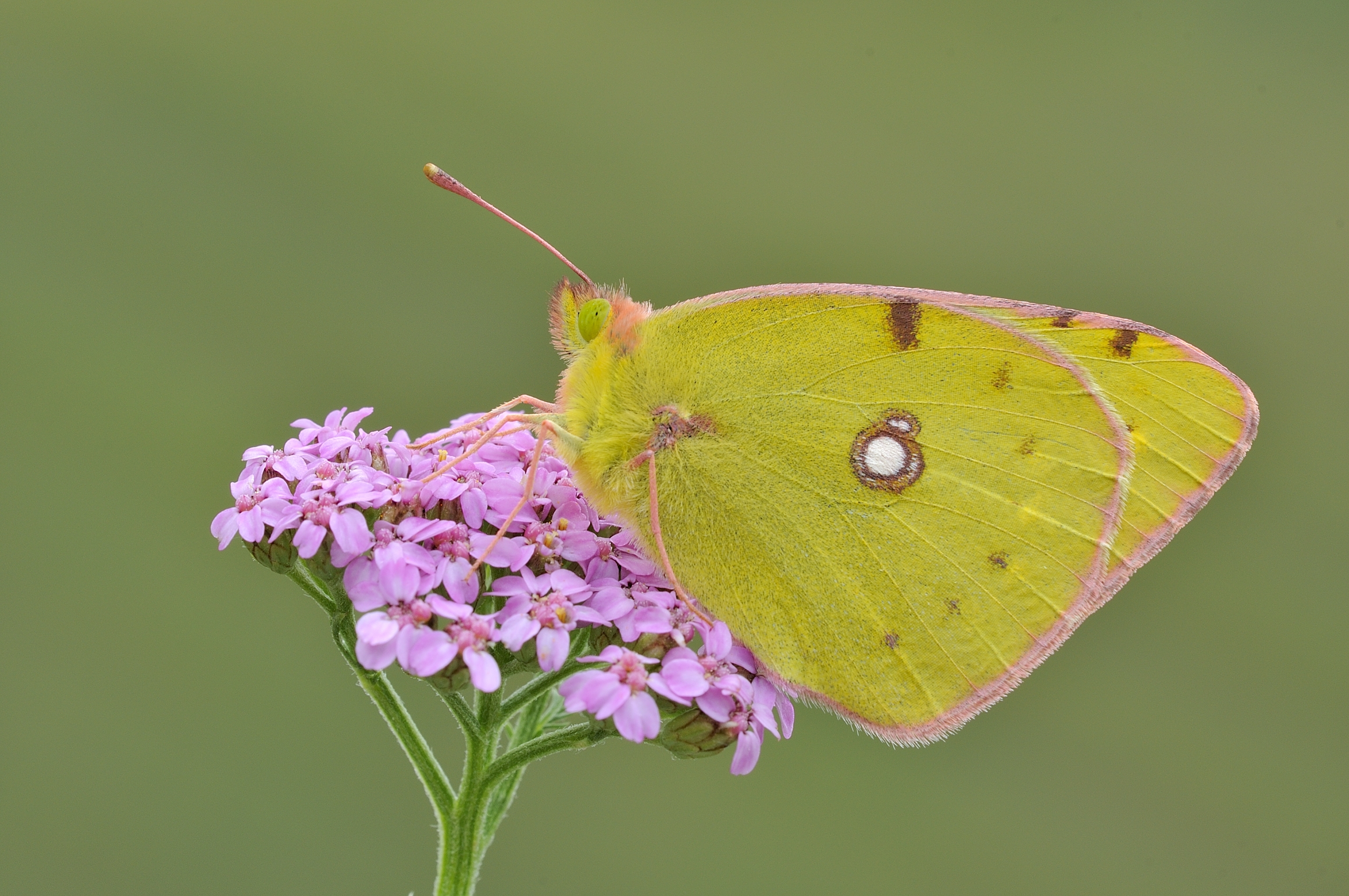 Colias crocea