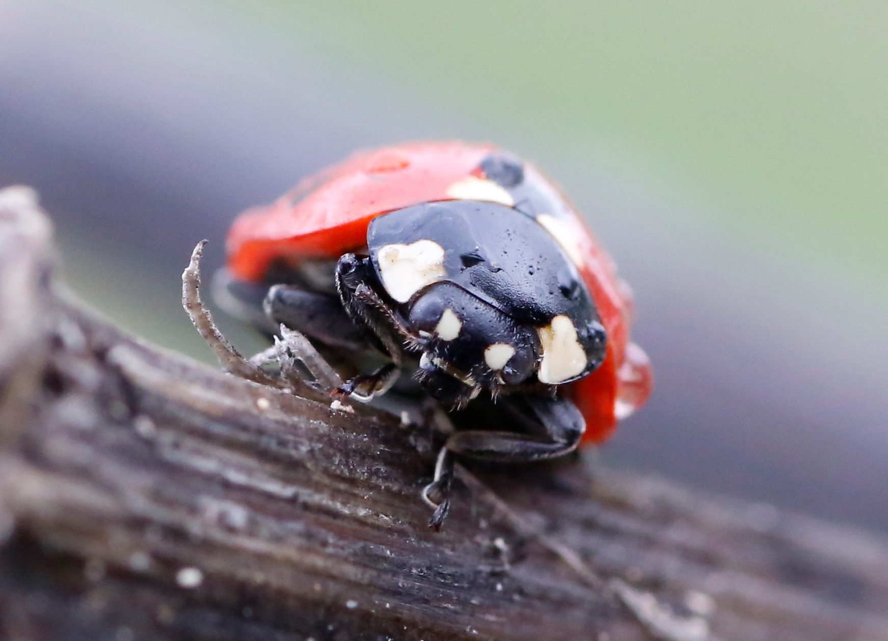 Ladybug