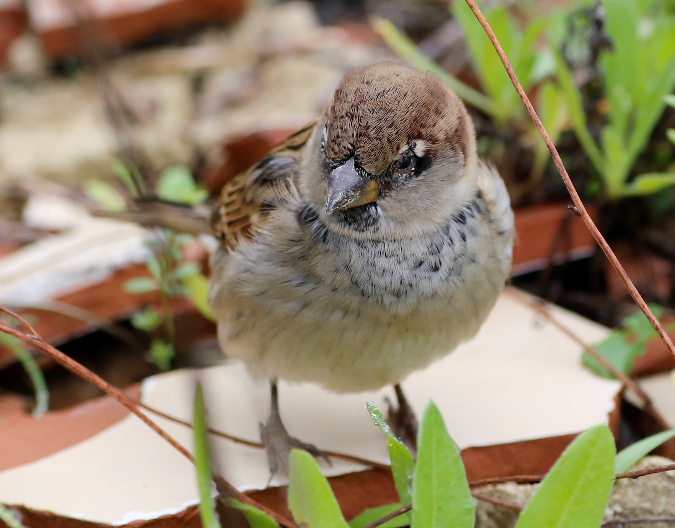 Sparrow