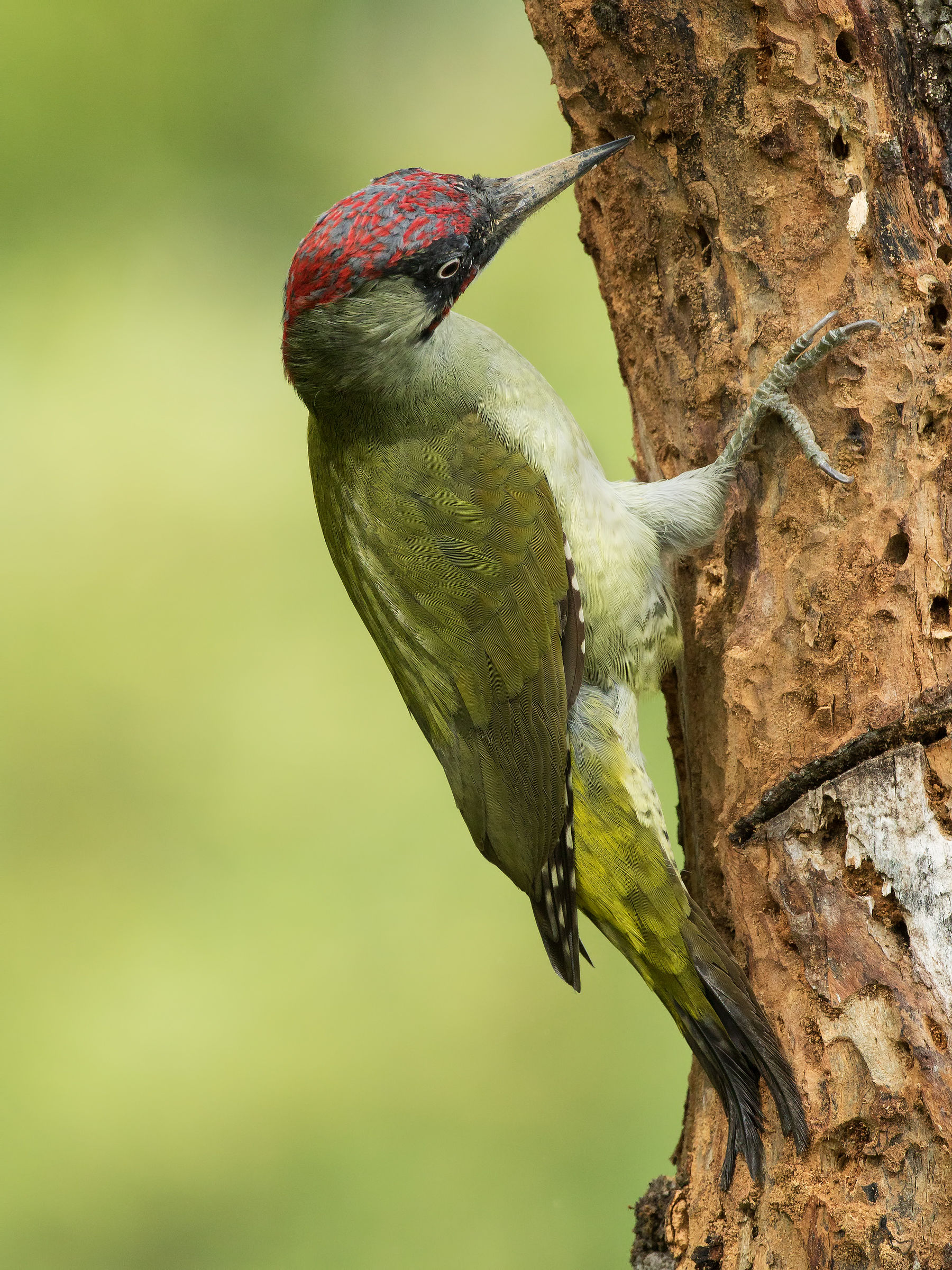 green woodpecker