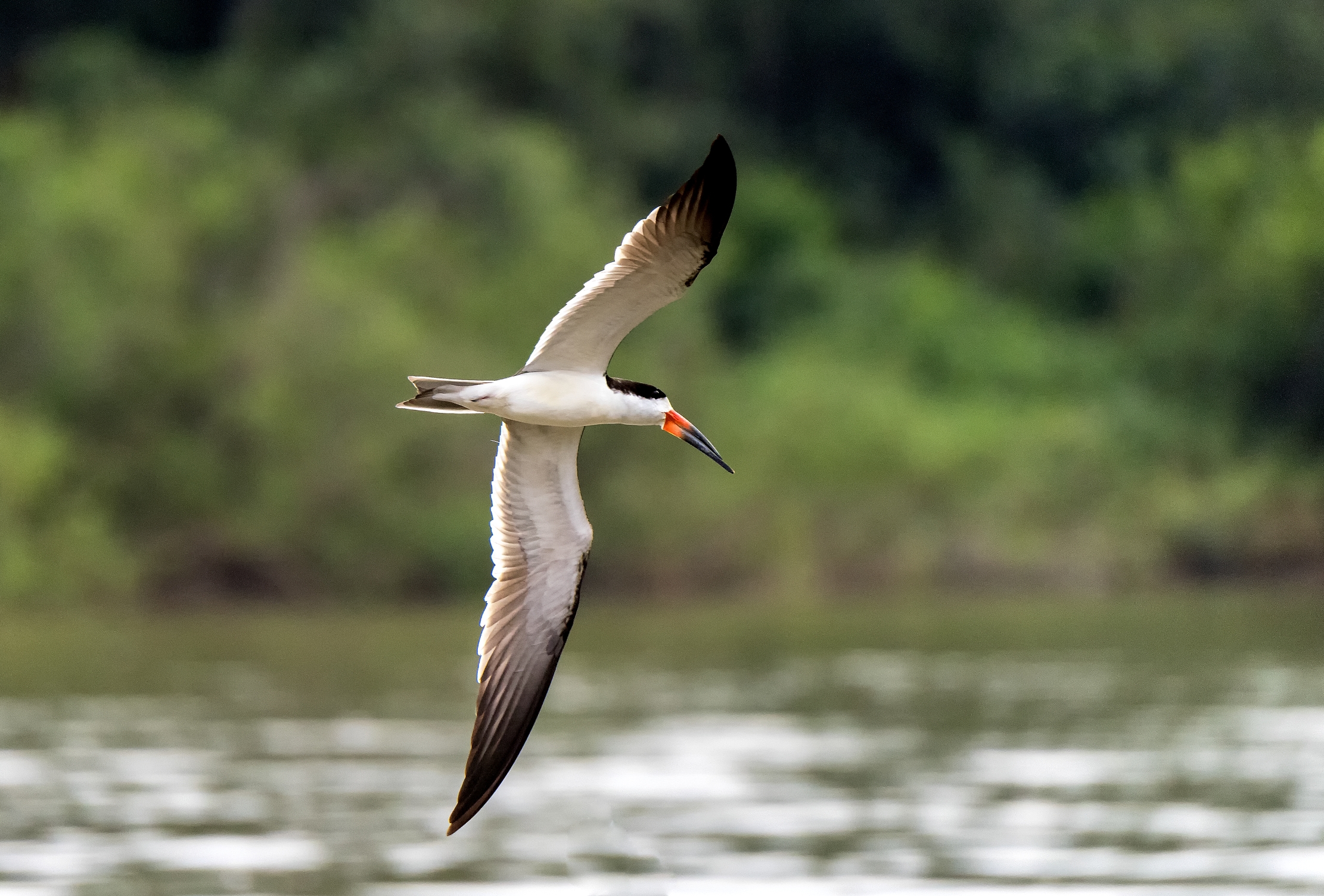 Pantanal 2015 - Skimmer