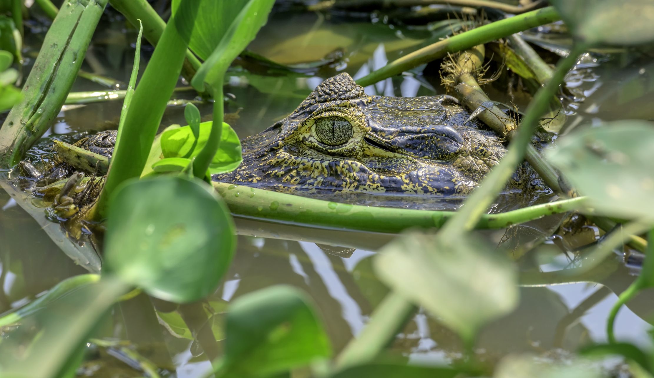 Pantanal 2015 - Caiman