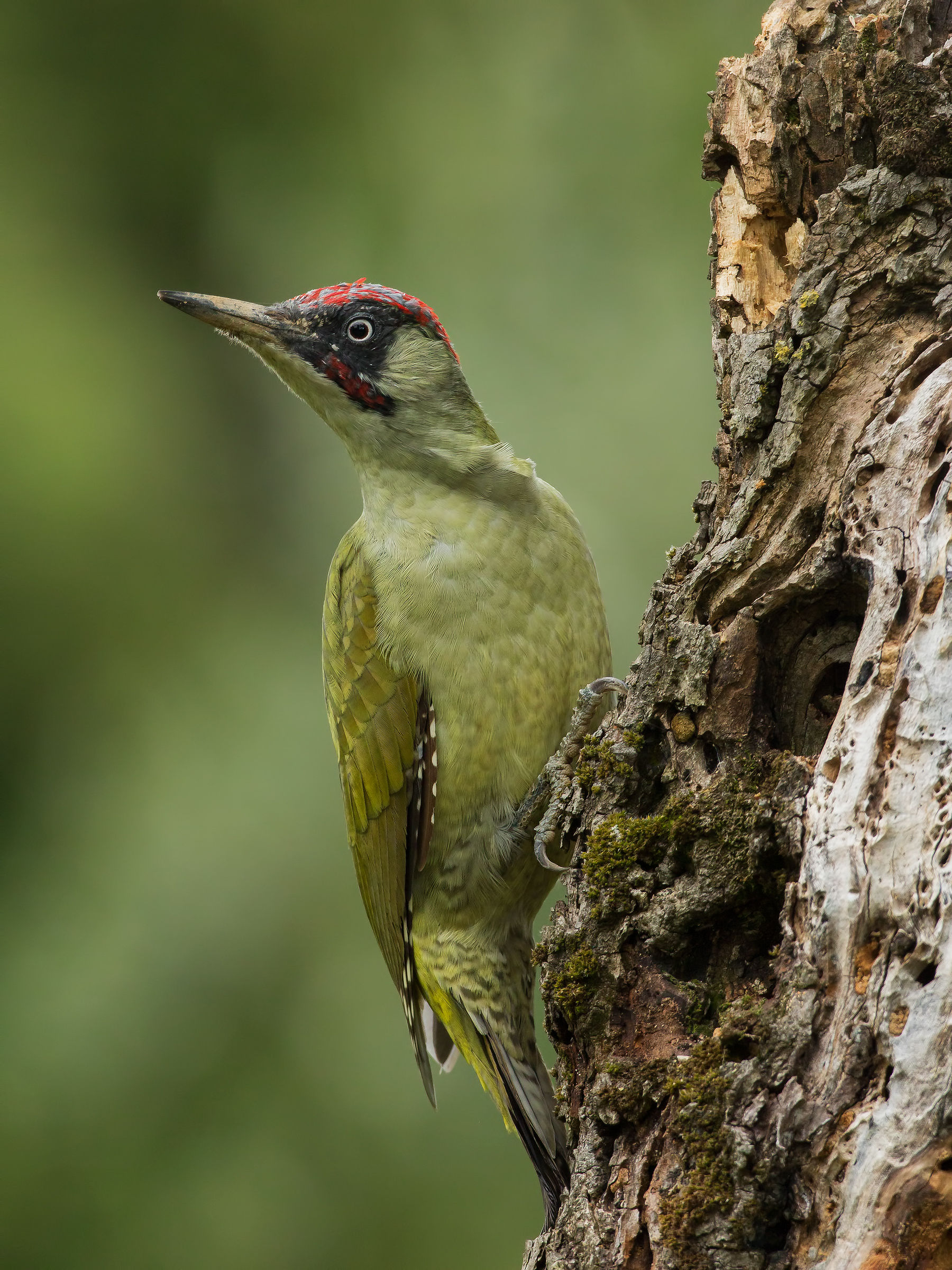 green woodpecker 2