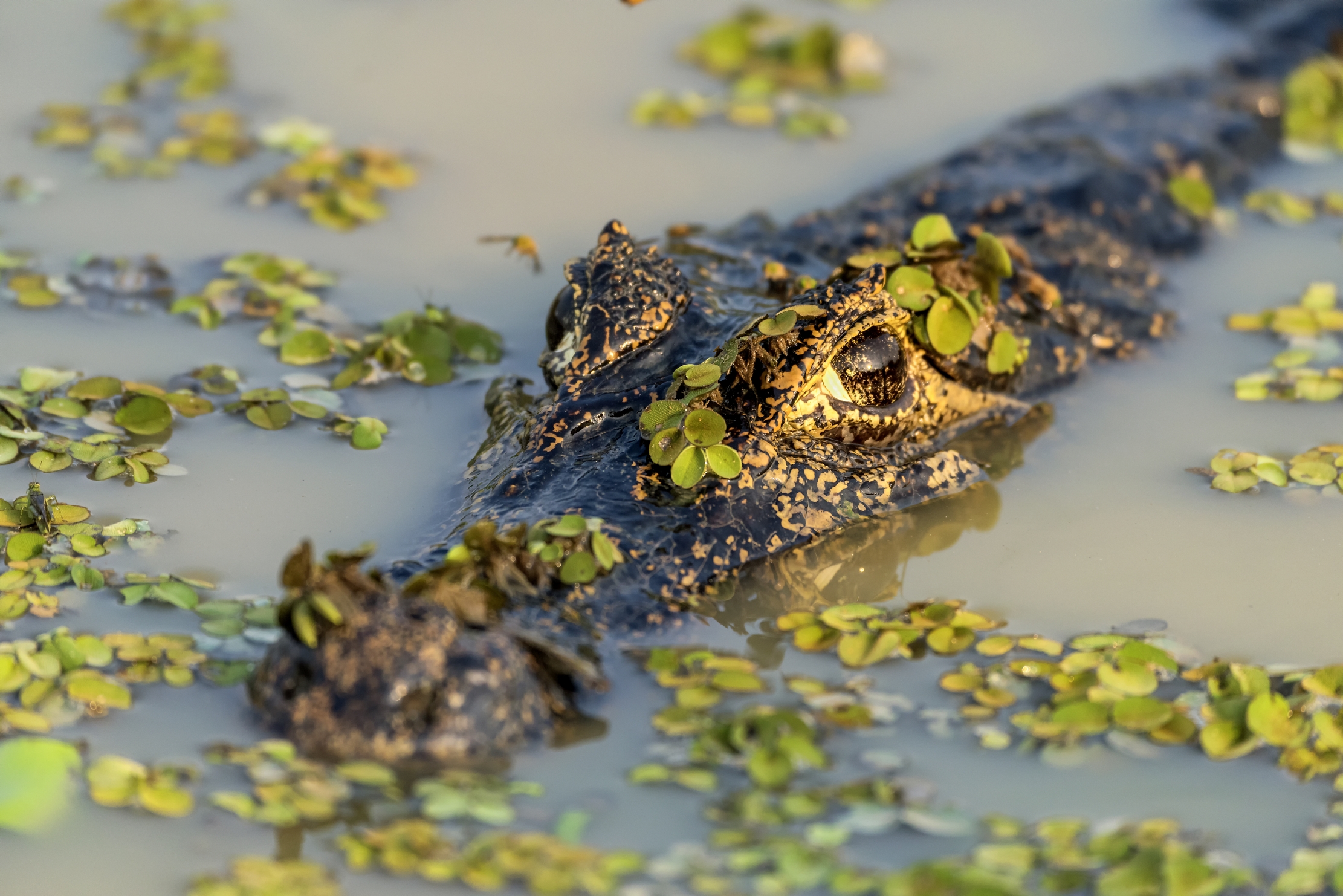 Pantanal 2015 - Caiman