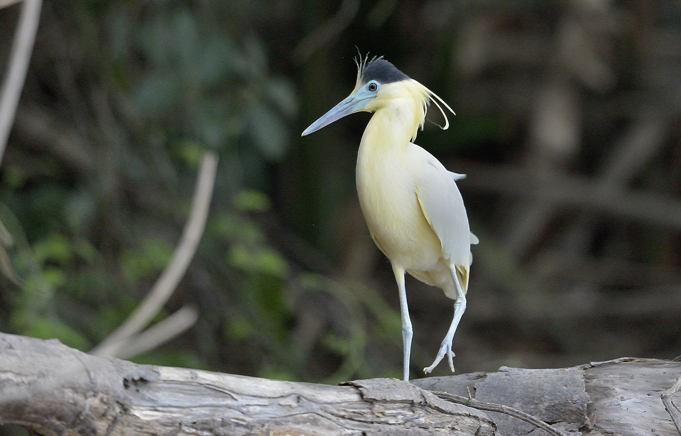 Pantanal 2015 - Airone con il cappuccio