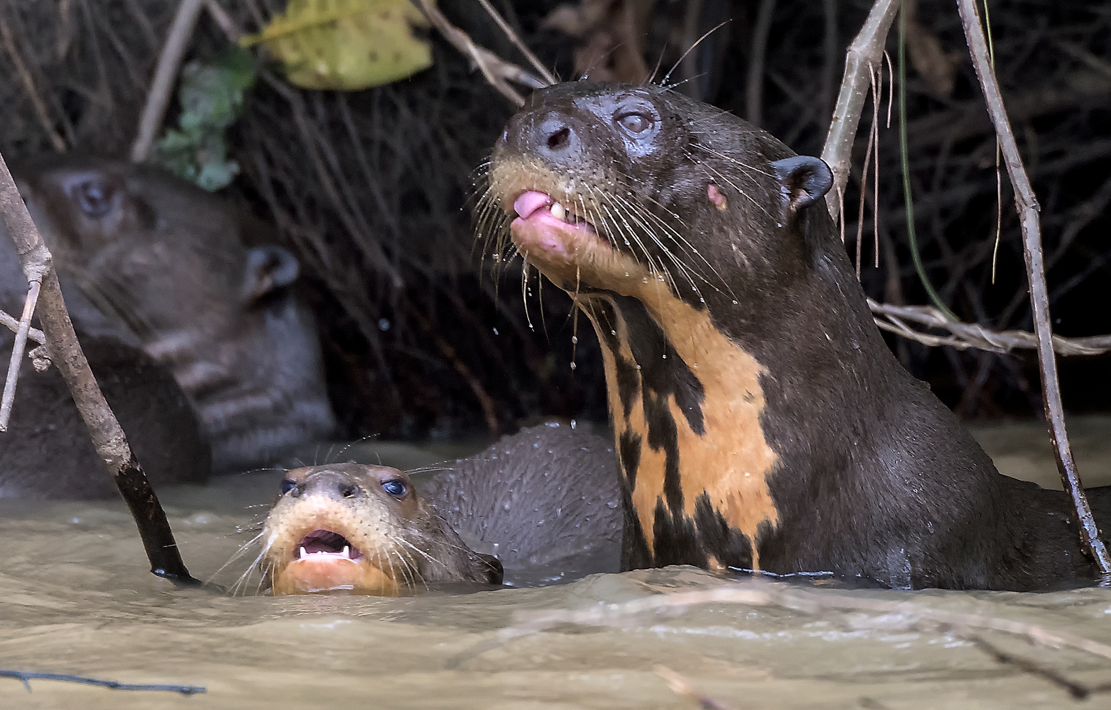 Pantanal 2015 - Lontre giganti