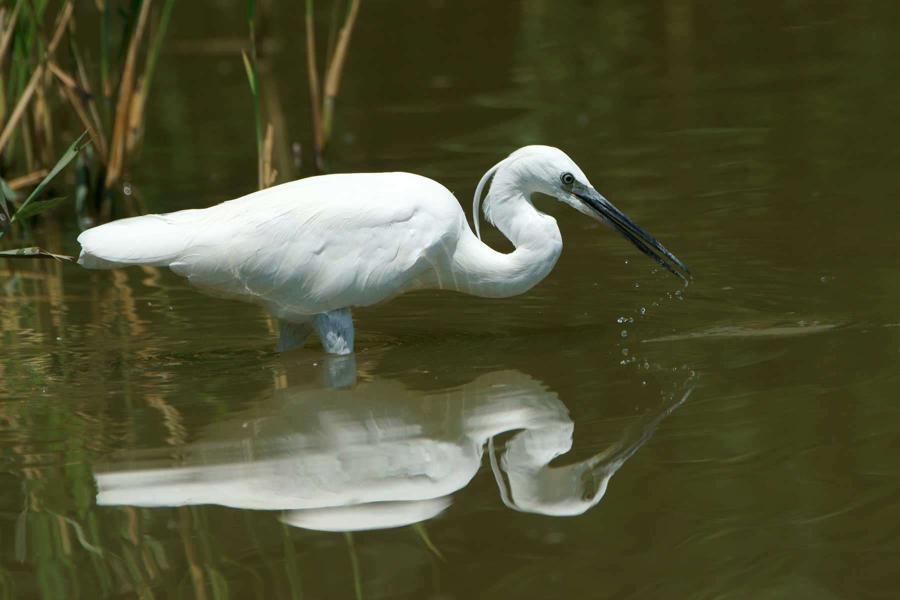 Egret
