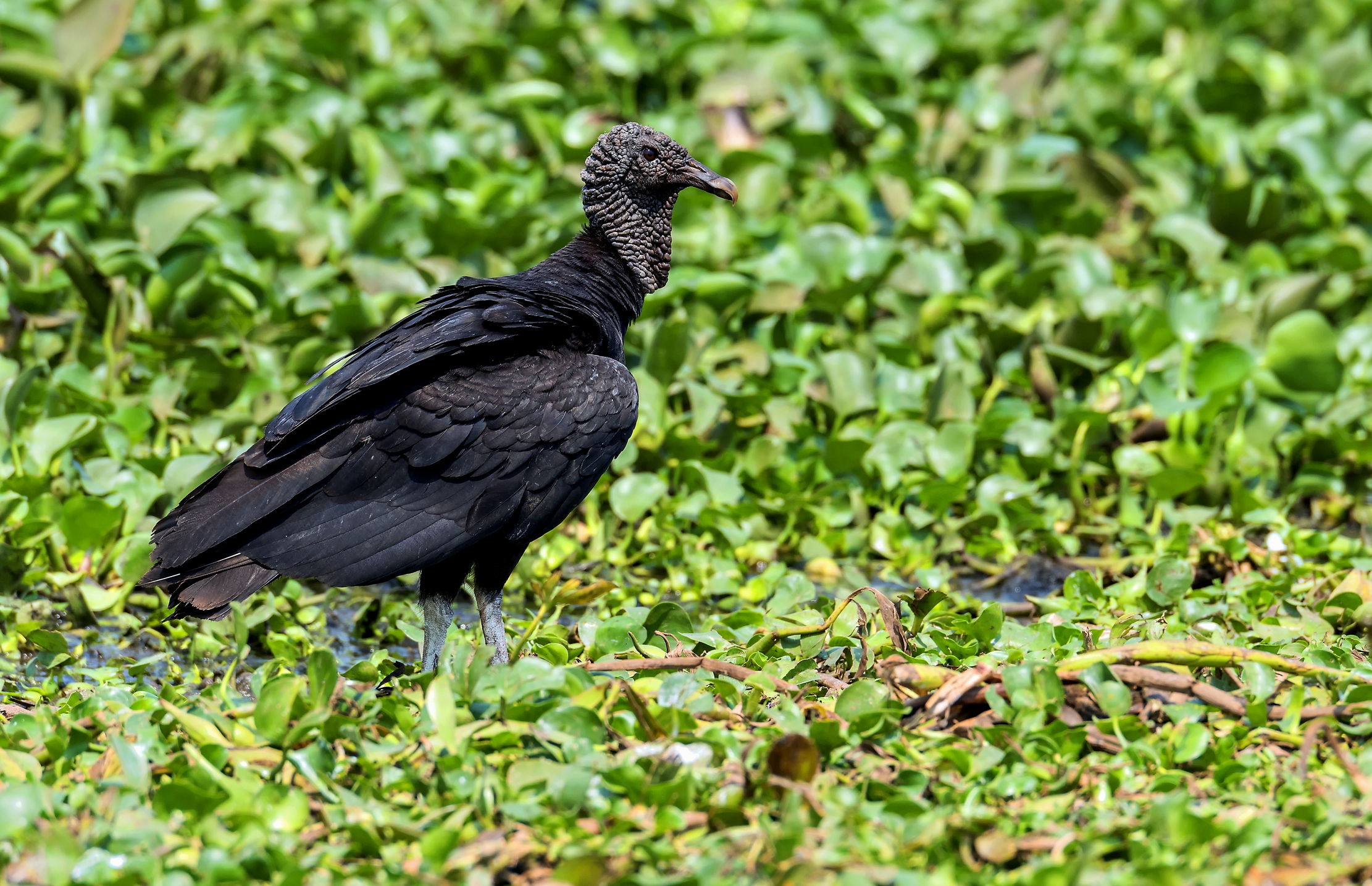 Pantanal 2015 - Black Vulture