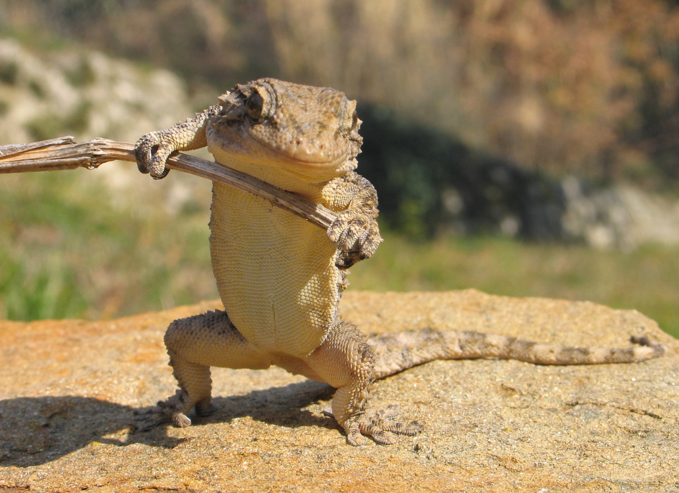A domesticated gecko