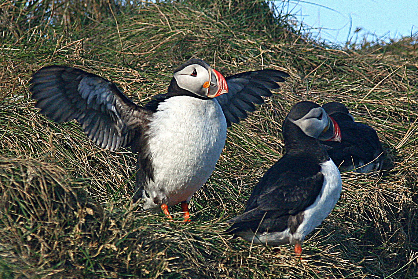 Puffin
