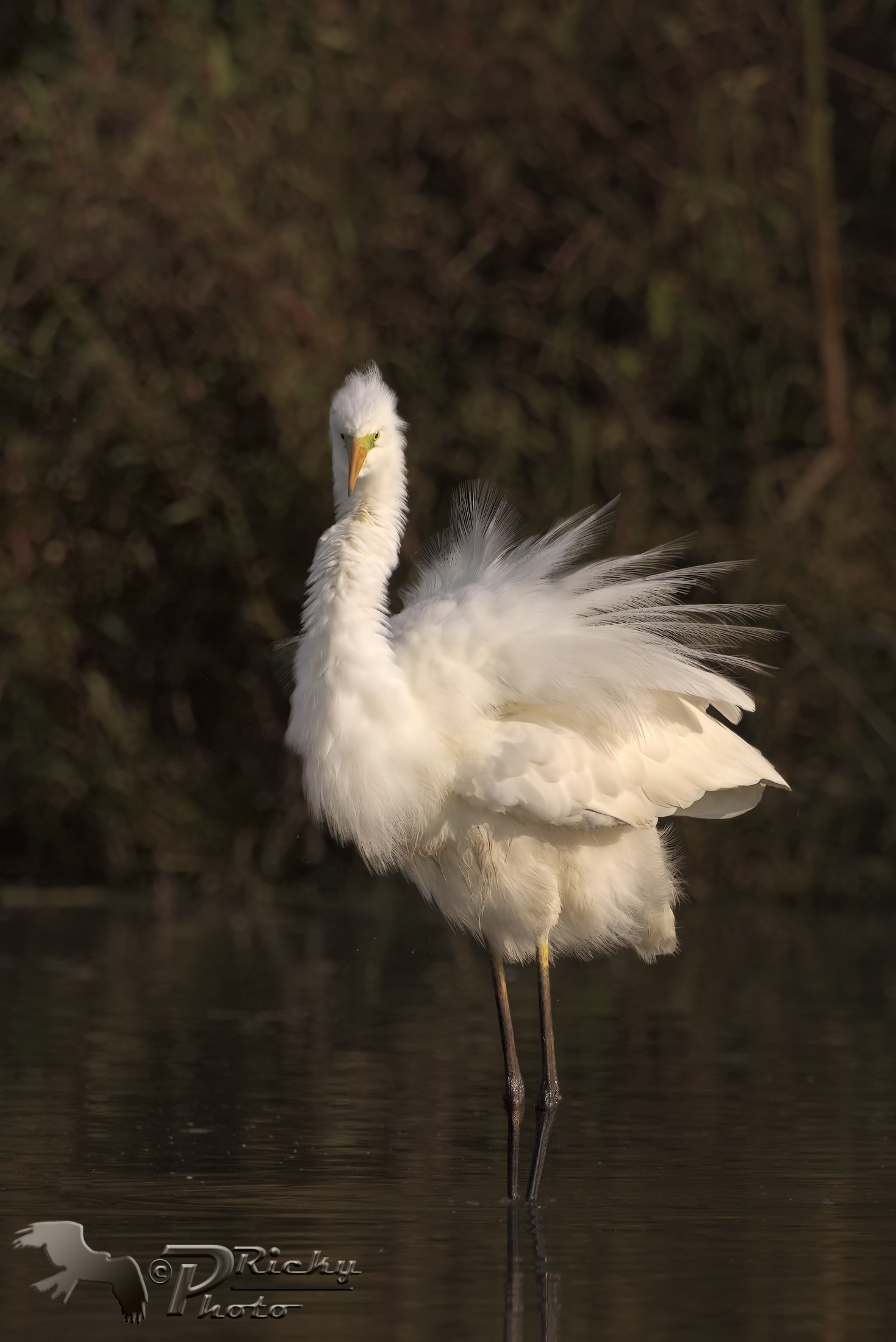 Great Egret