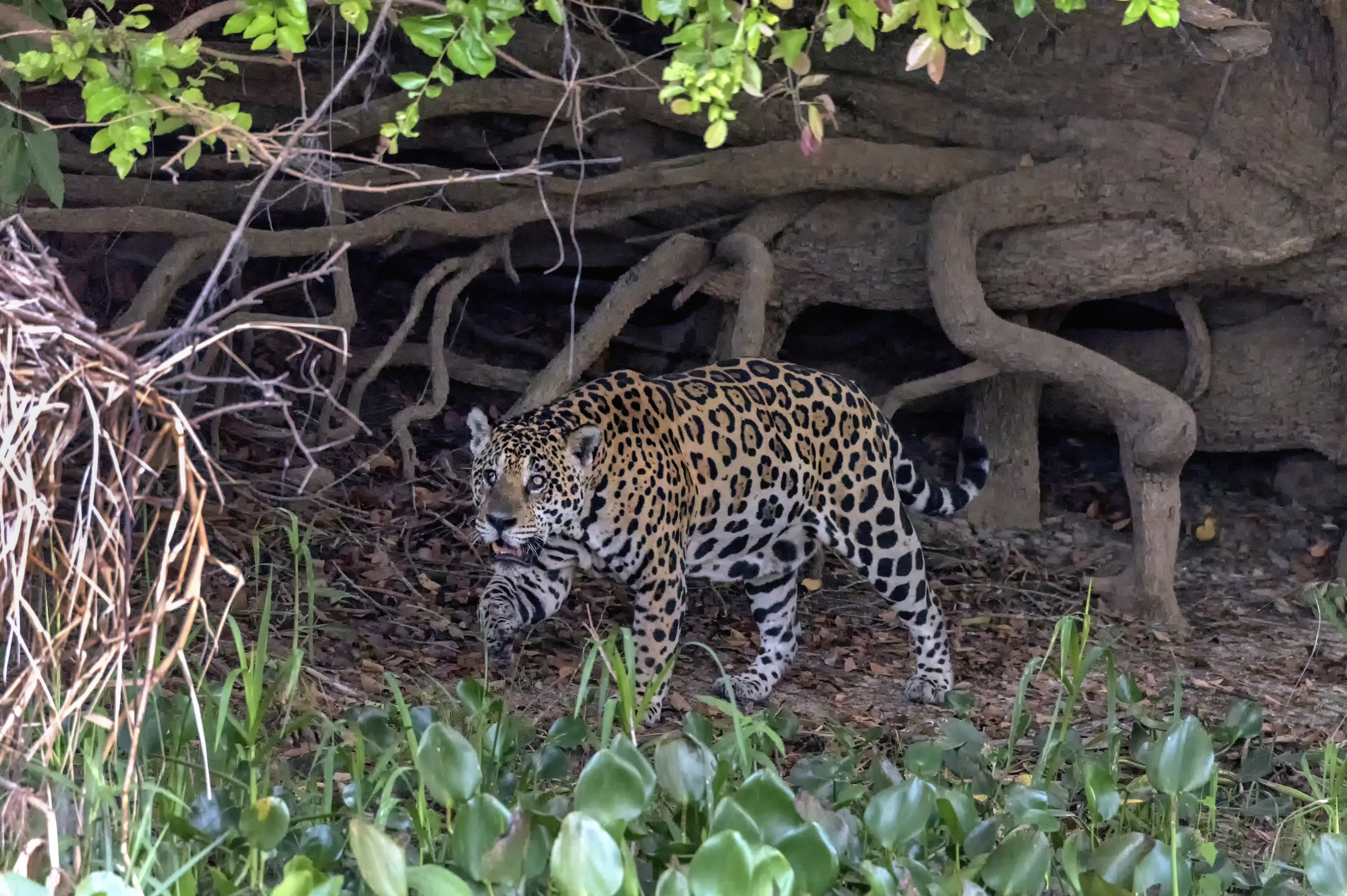 Pantanal 2015 - Jaguar