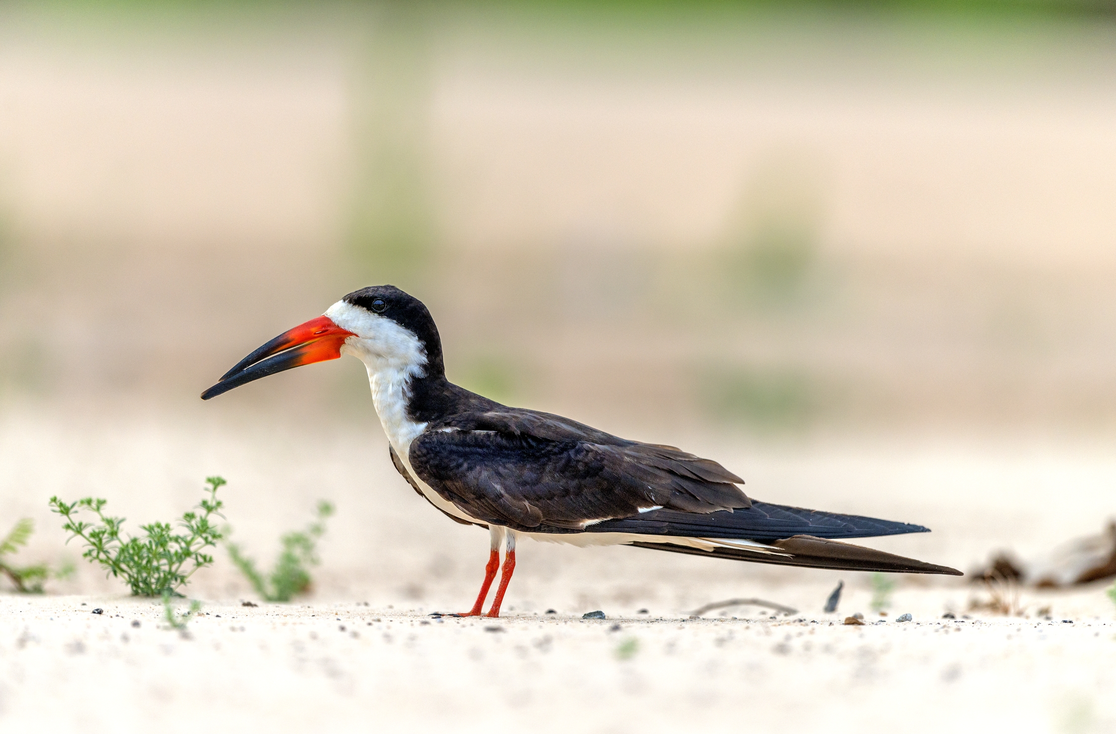 Pantanal 2015 - Skimmer