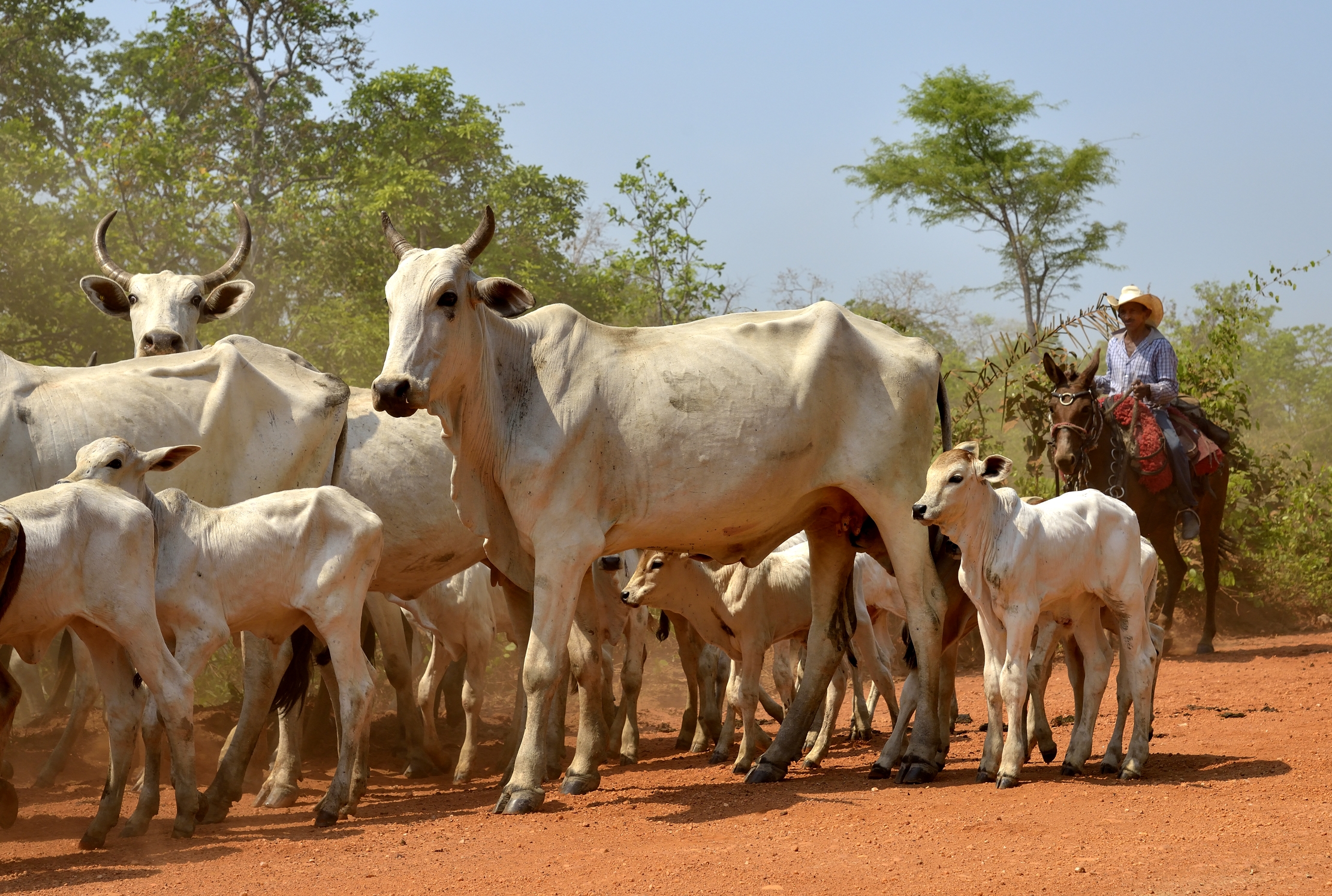 Pantanal 2015 - Pantaneros