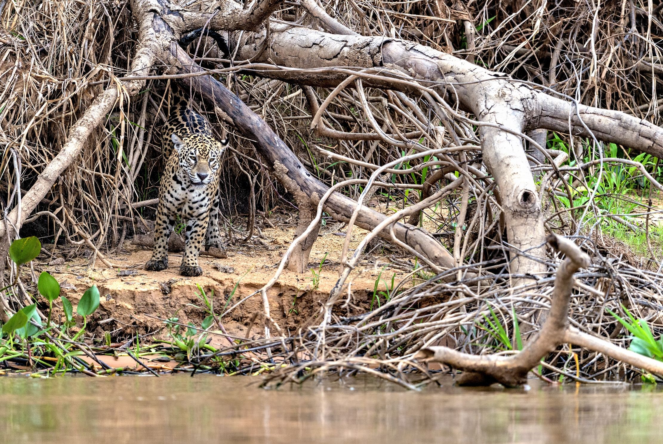 Pantanal 2015 - Jaguar