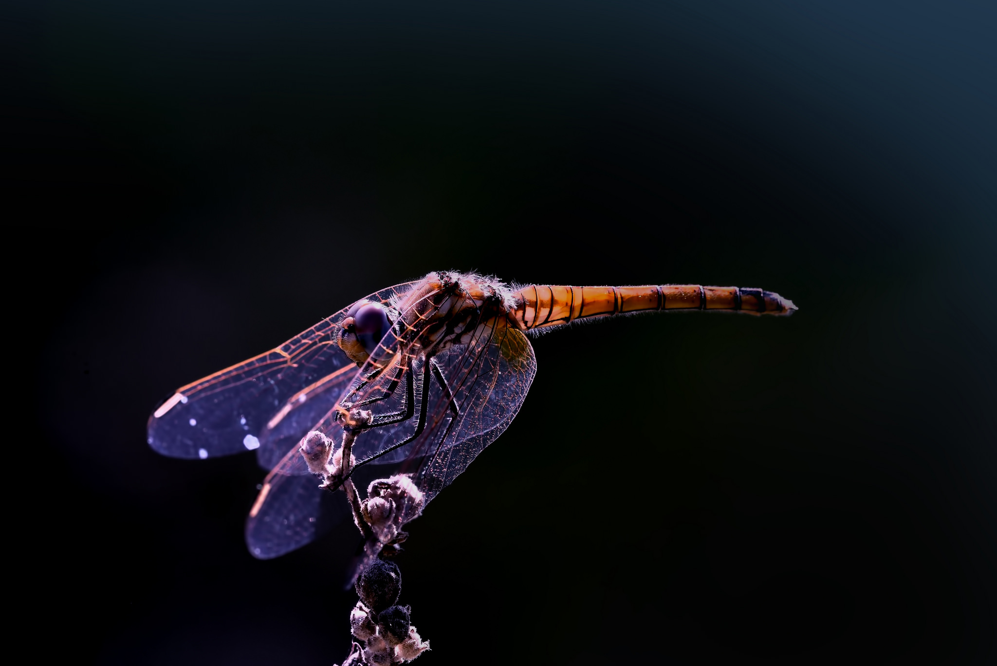 the spirith of liberty